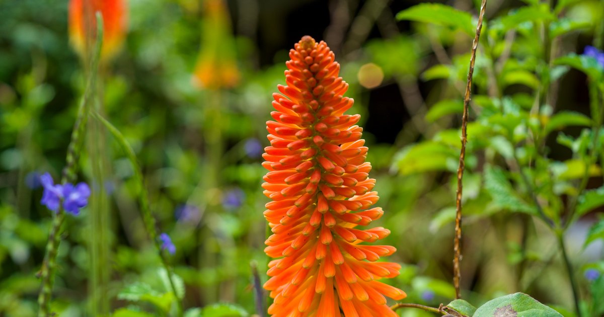 Lodge garden, Arusha
