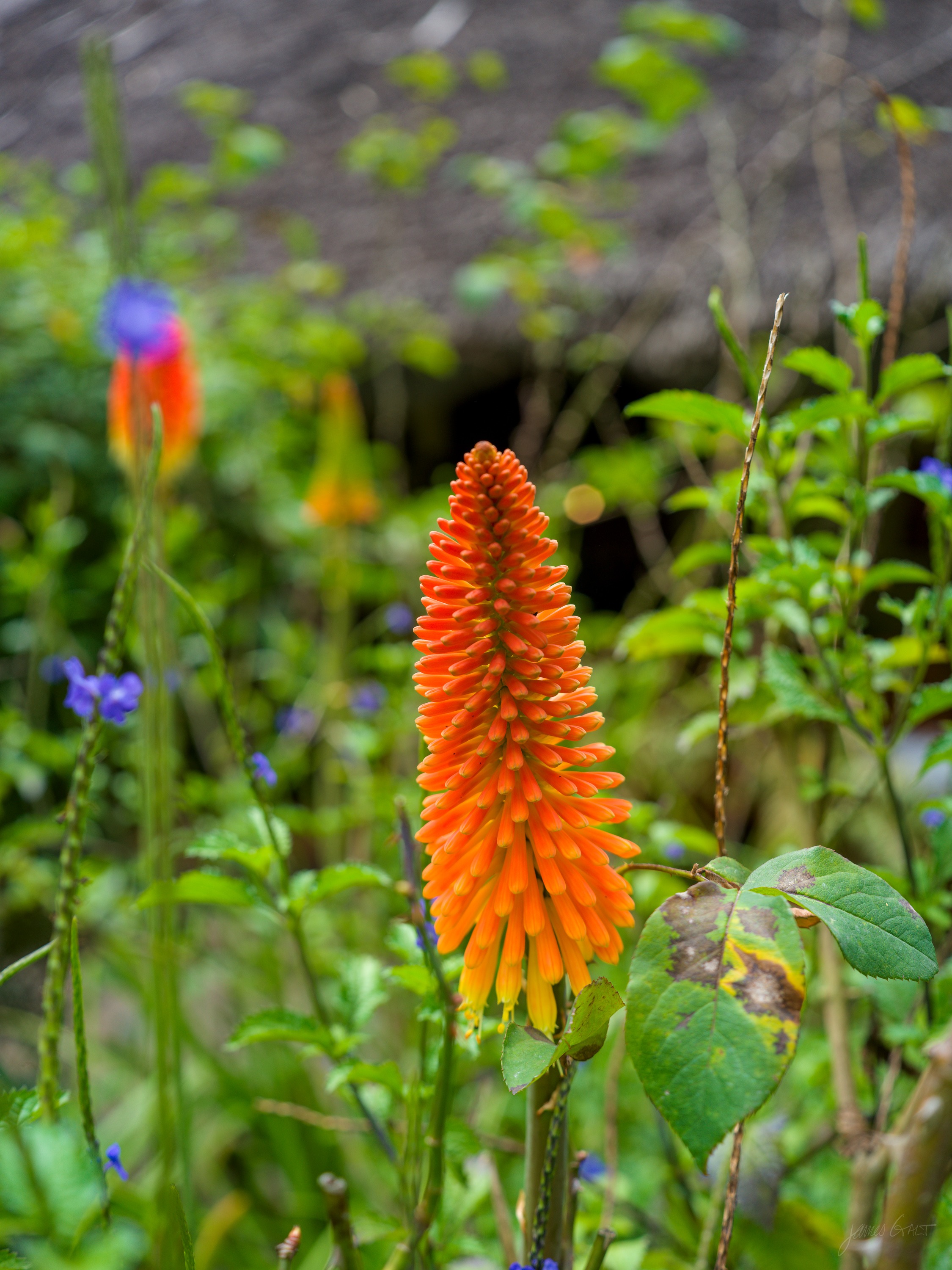 A tall spike of red-hot-poker flowers, orange at the top fading to yellow below, standing above a dense green garden bed. Small blue and purple blooms sit out of focus behind it in soft morning light.