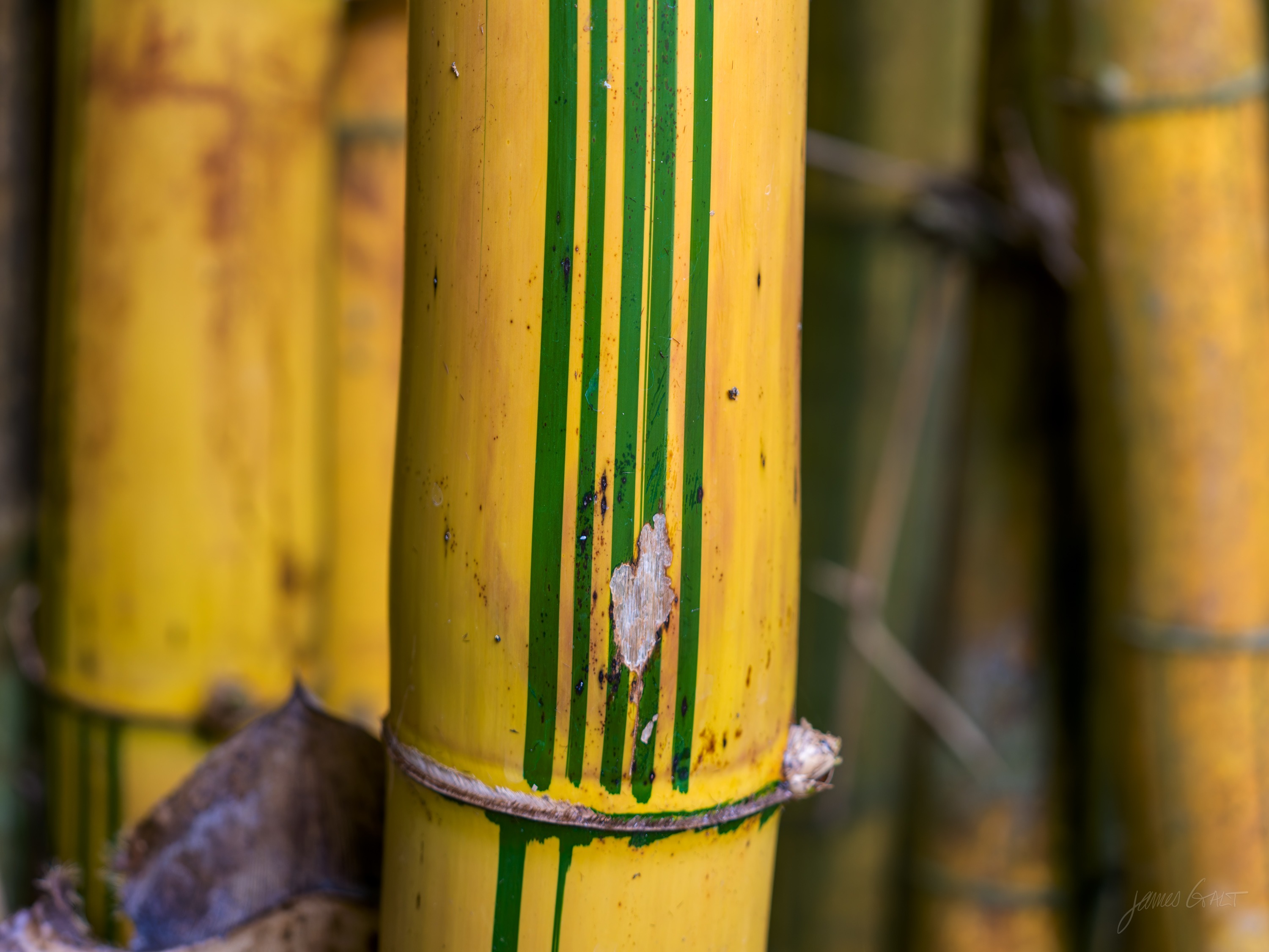 Thick green and gold bamboo canes filling the frame in a loose diagonal, ringed at the joints, one cane bound with a pale tie near the centre. Dark leaves fall away in the background.