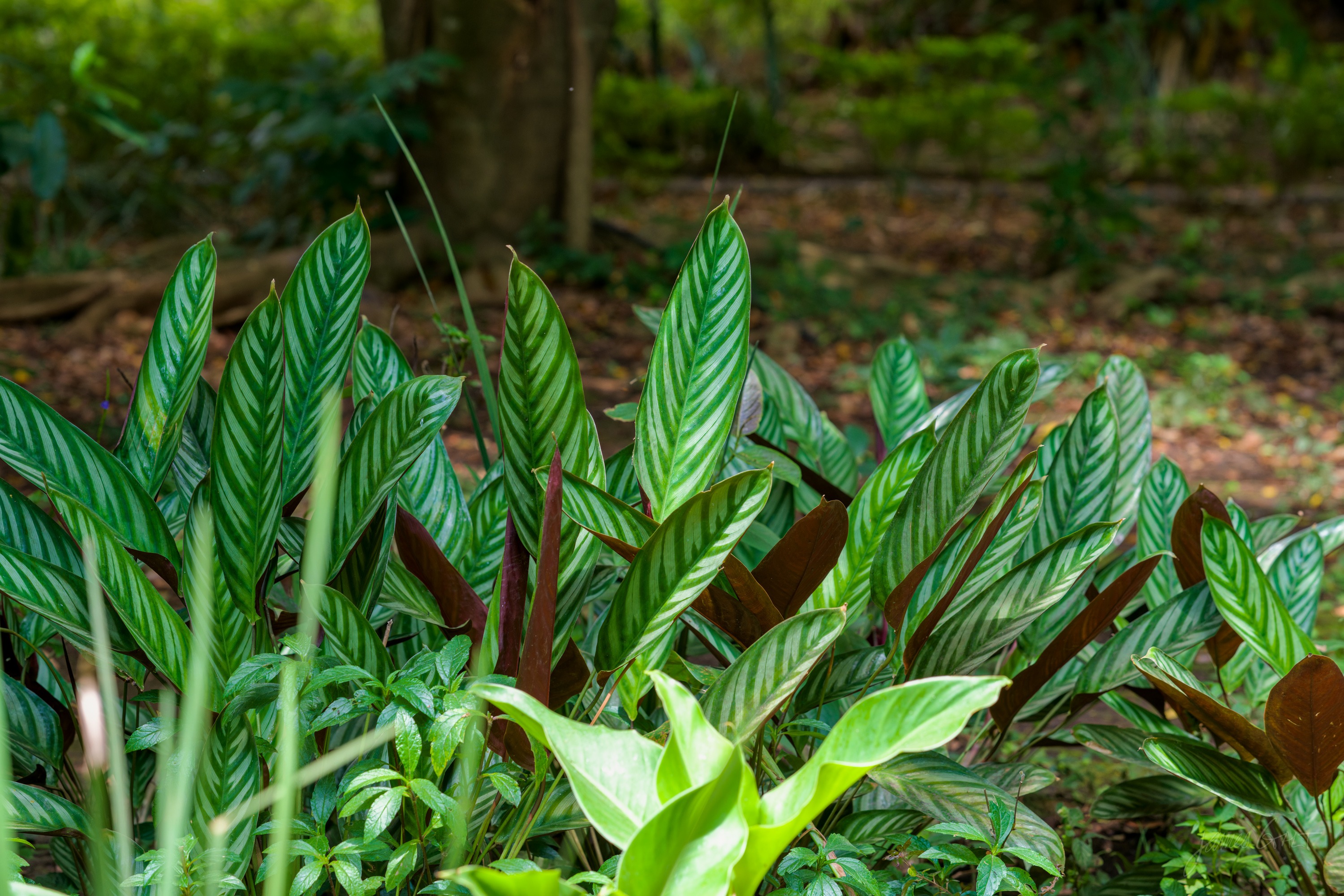 A close view of broad green leaves crowded together in a shaded garden bed, their veins visible and their edges caught by a rim of brighter light from behind.