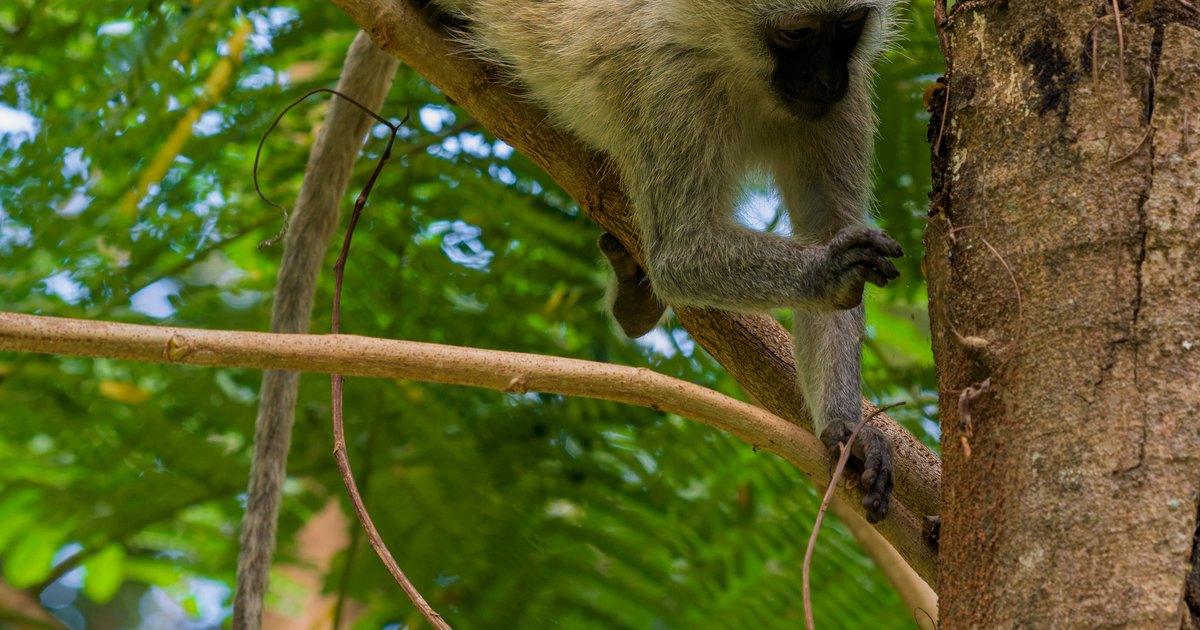Vervet monkeys, Arusha