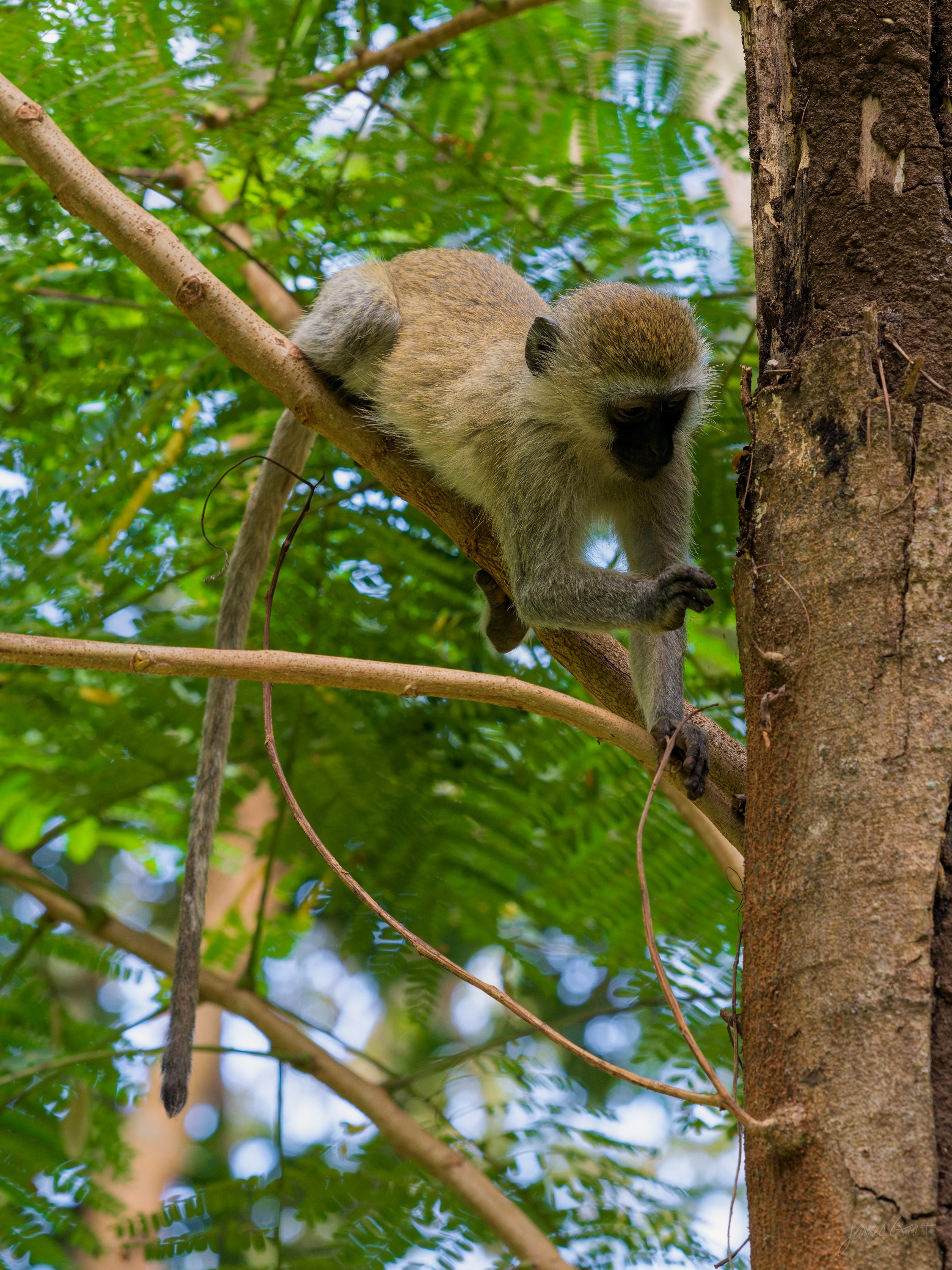 A vervet monkey with pale grey fur and a black face and hands clings to a thin diagonal branch in a bare tree, body stretched along it, looking down and to the side. Blurred green foliage fills the background.