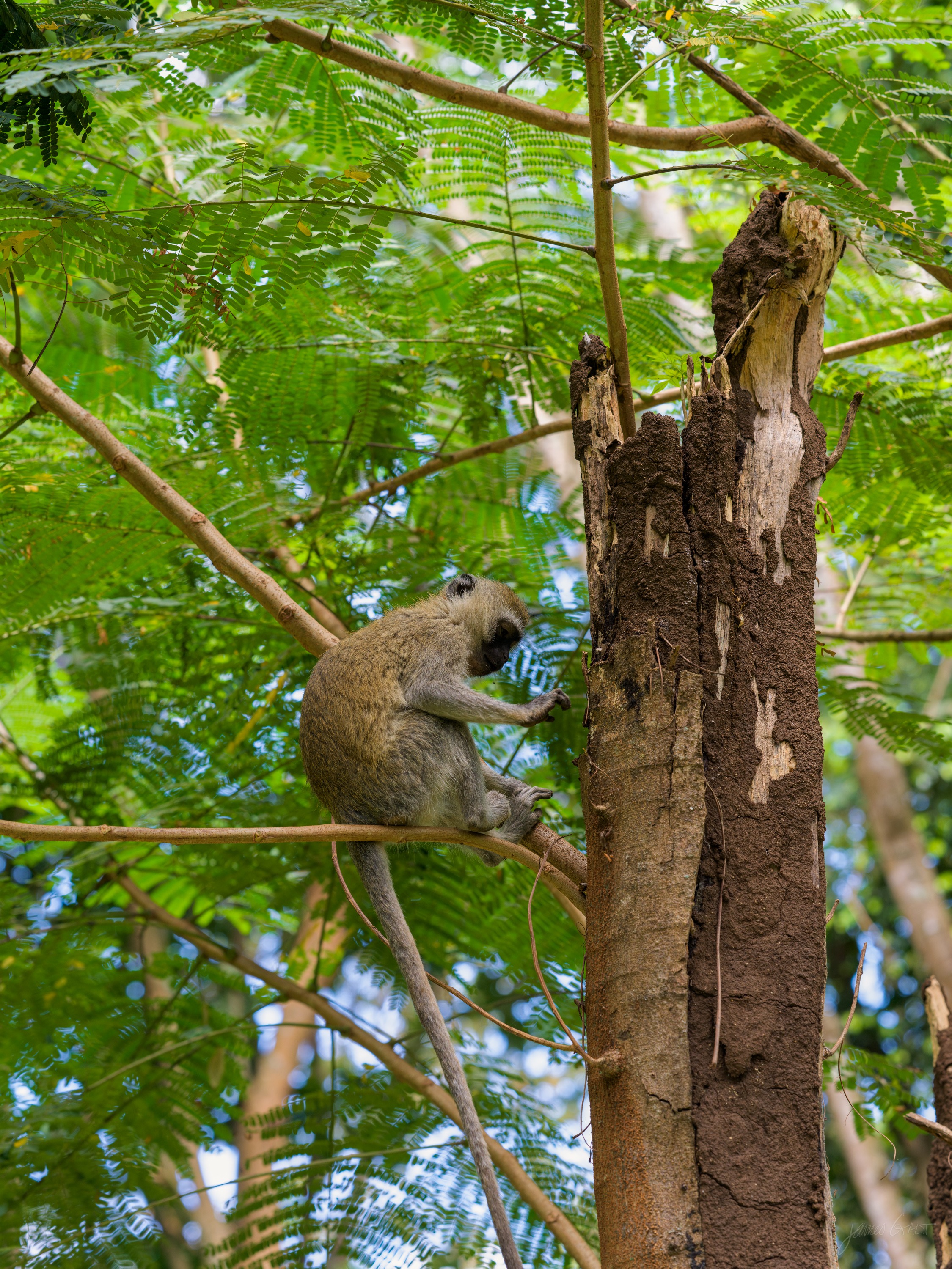 A vervet monkey climbing the vertical trunk of a bare tree, gripping the bark with all four limbs, its long tail hanging down behind. Green leaves sit soft and out of focus behind.