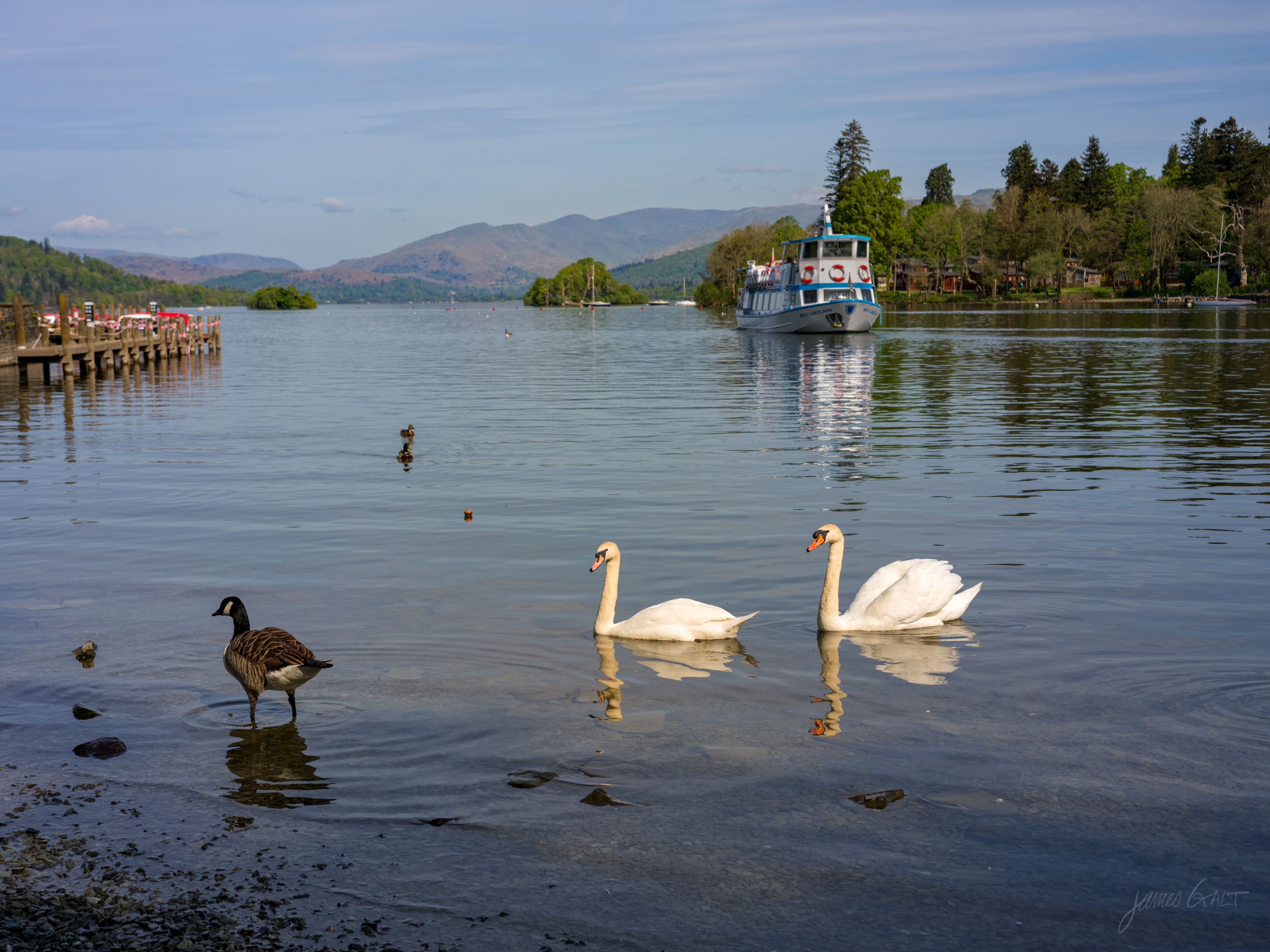 Two white swans and a Canada goose in the shallows of a calm sunlit lake, a moored passenger launch and wooded shore behind, gentle morning light.