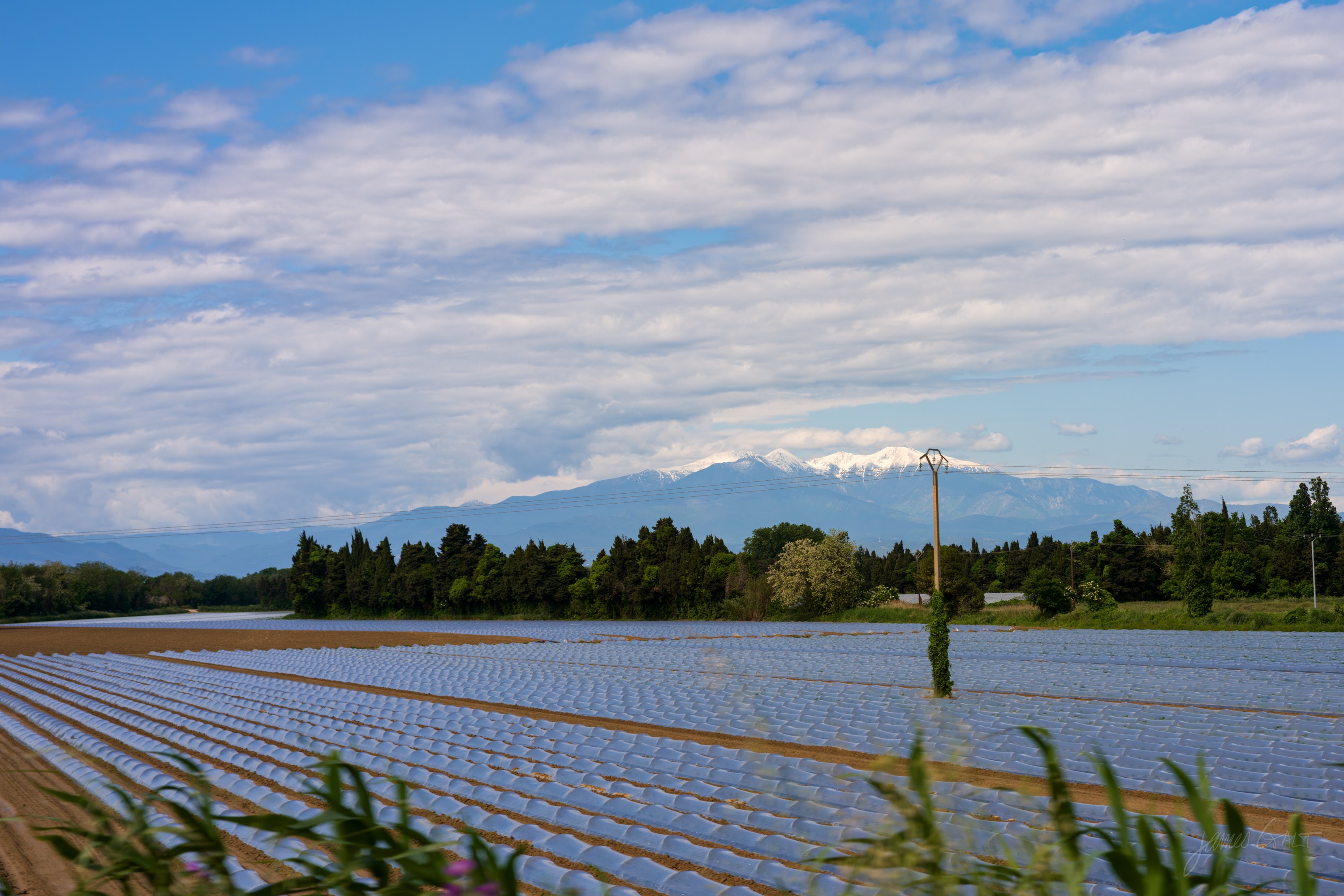 A snow-streaked mountain rising over a flat green plain of low greenhouses and cloches, a line of trees between, blue sky with light cloud above.