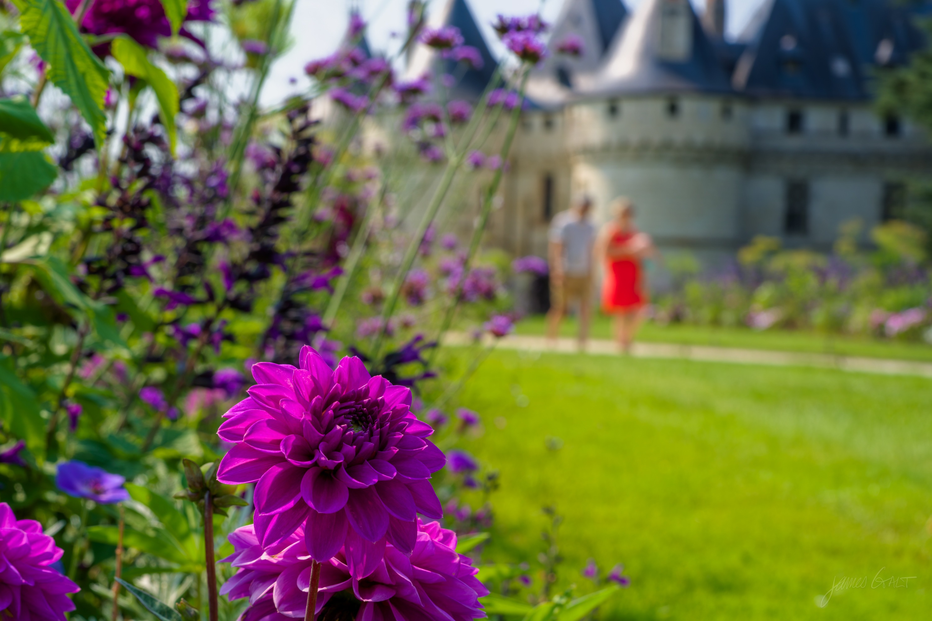 A deep border of purple dahlias and salvia in the foreground, the chateau's turrets rising behind, a couple walking on the lawn, one in a red dress.