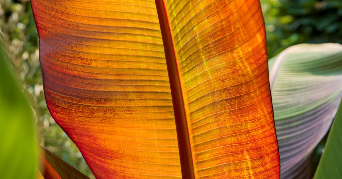 Leaves, up close
