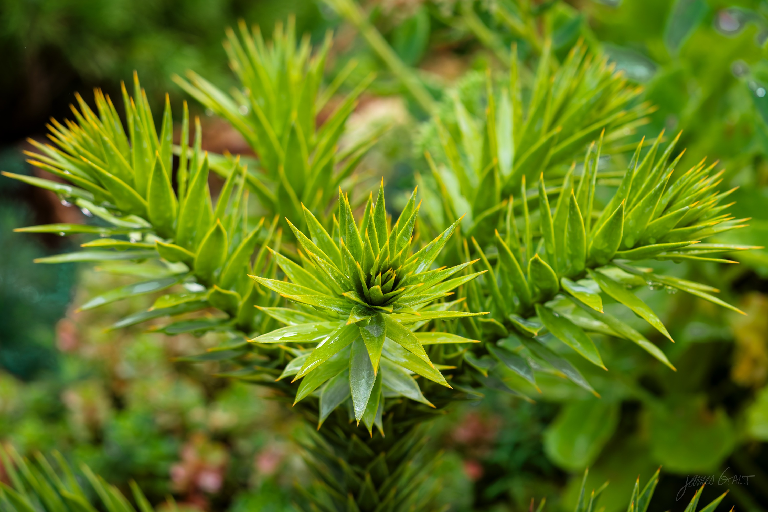 The spiky green branch tips of a monkey puzzle tree, sharp triangular leaves overlapping tightly.