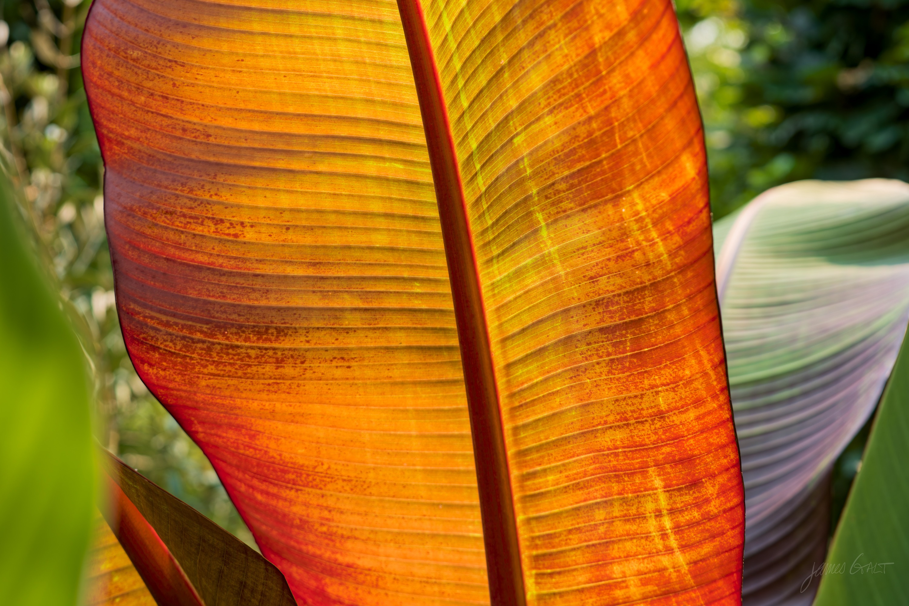 A large canna or banana leaf backlit to a deep orange and red, its central vein and ribs glowing.