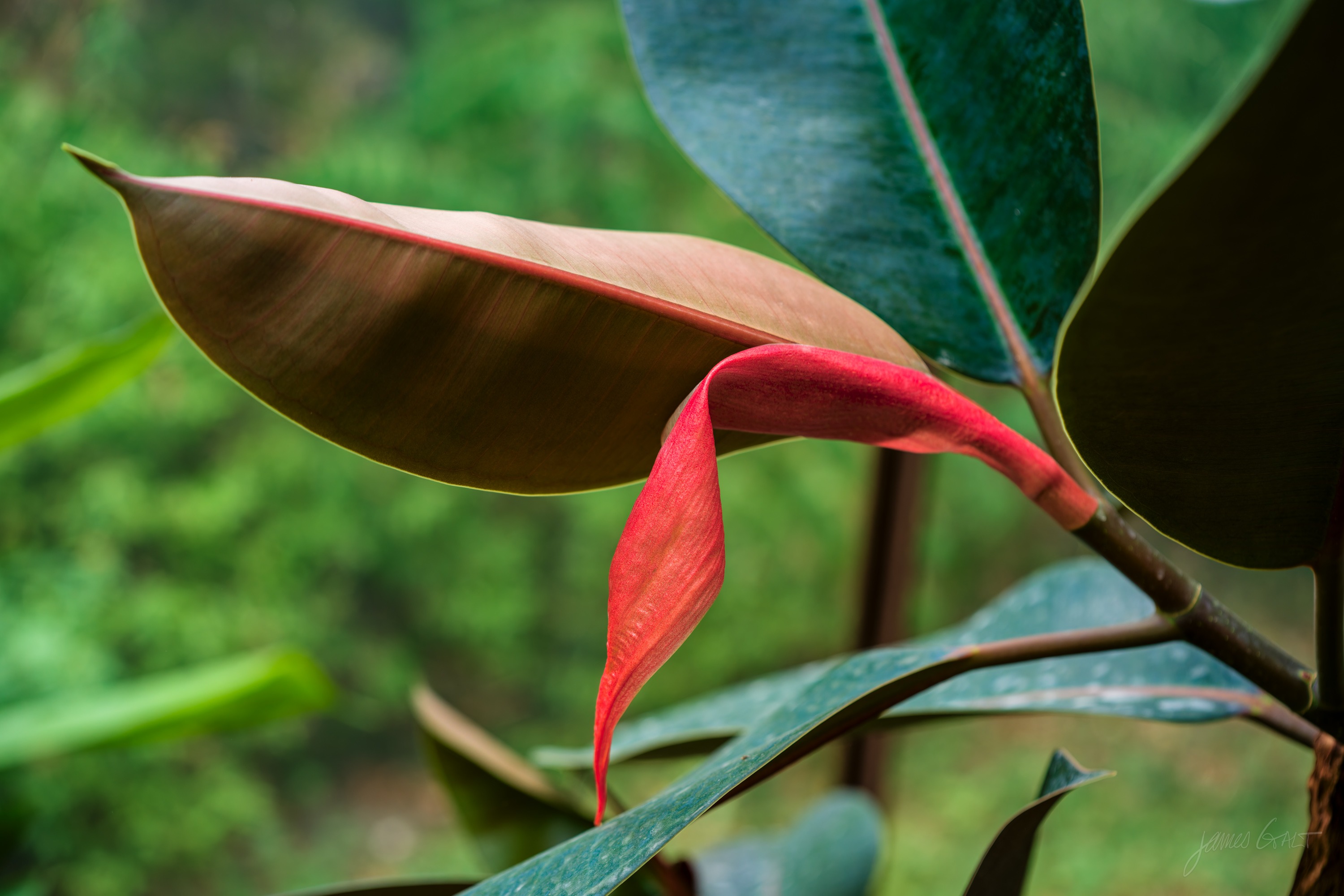 A rubber plant with glossy dark leaves and a bright red pointed sheath around a new leaf at the stem tip.