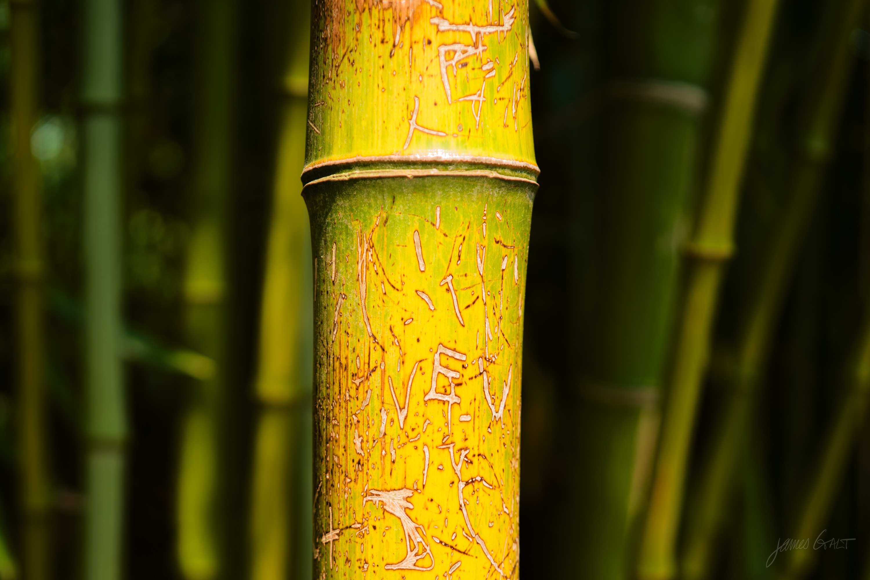 A close view of a yellow-green bamboo culm marked with fine scratches, softer bamboo stalks blurred behind.