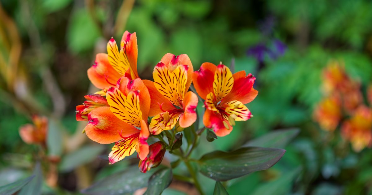 Alstroemeria, twice