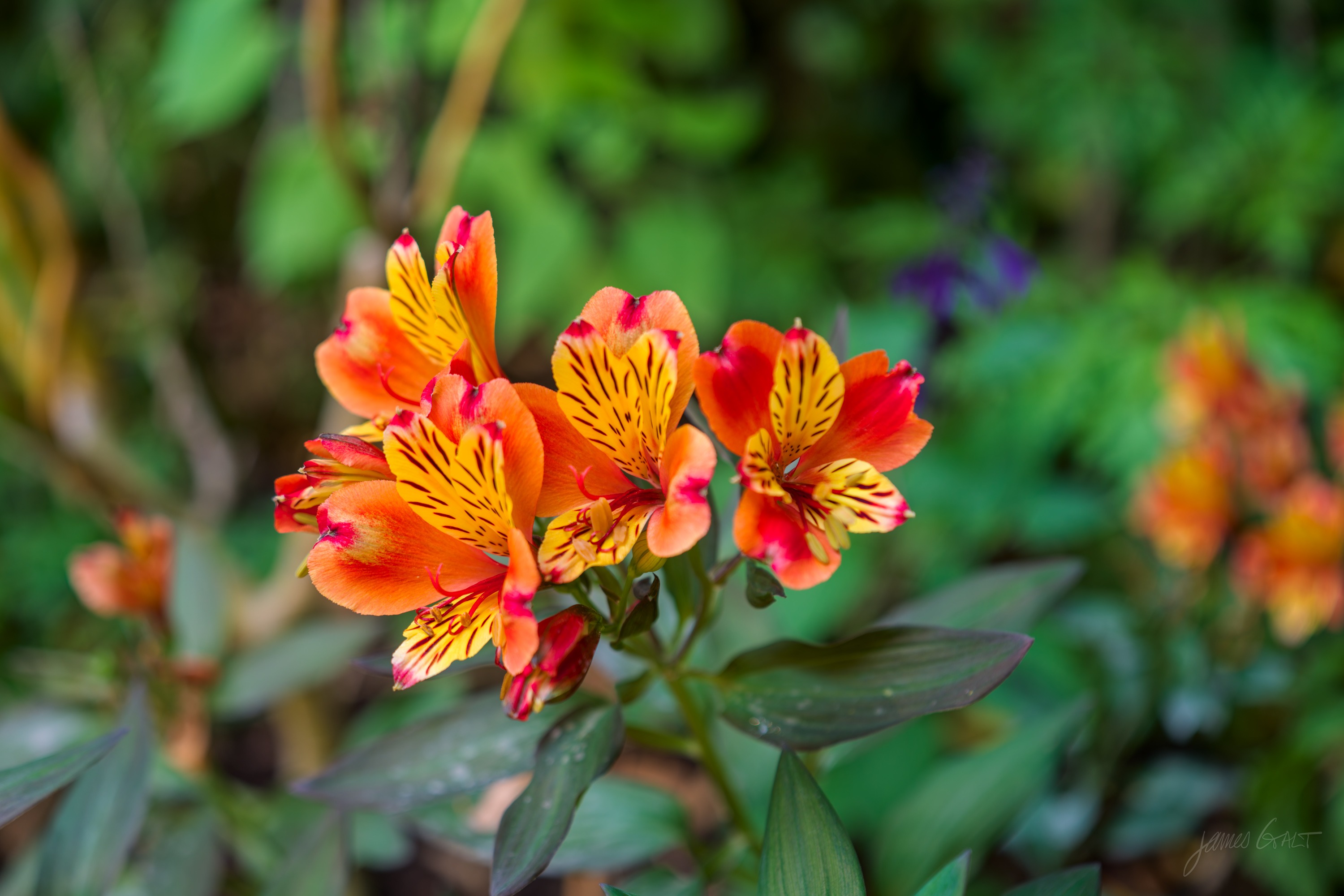 A cluster of orange and yellow alstroemeria flowers with dark freckling on the petals, against soft green foliage.