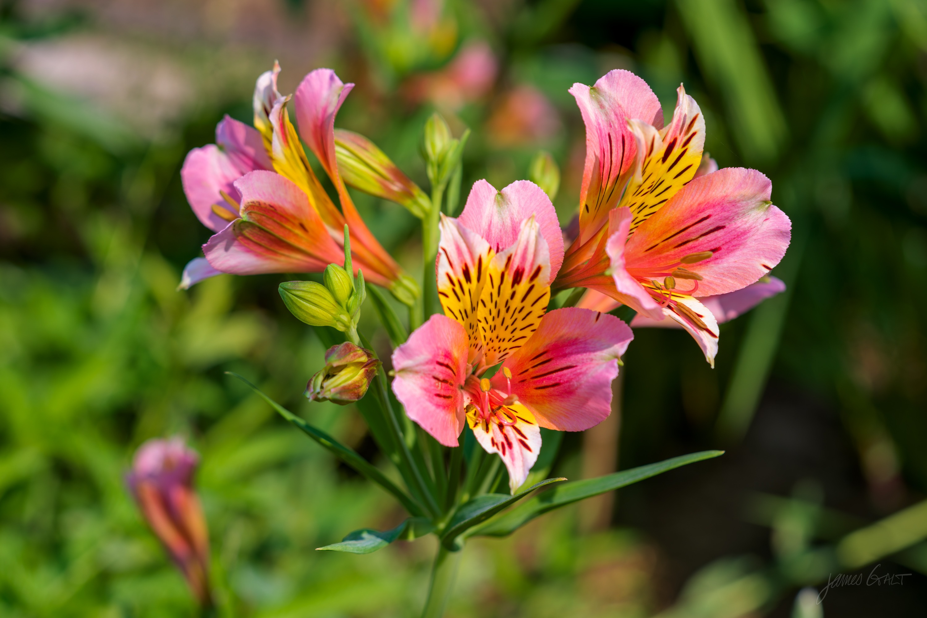 A cluster of pink and yellow alstroemeria flowers with reddish streaks and dark markings, green leaves behind.