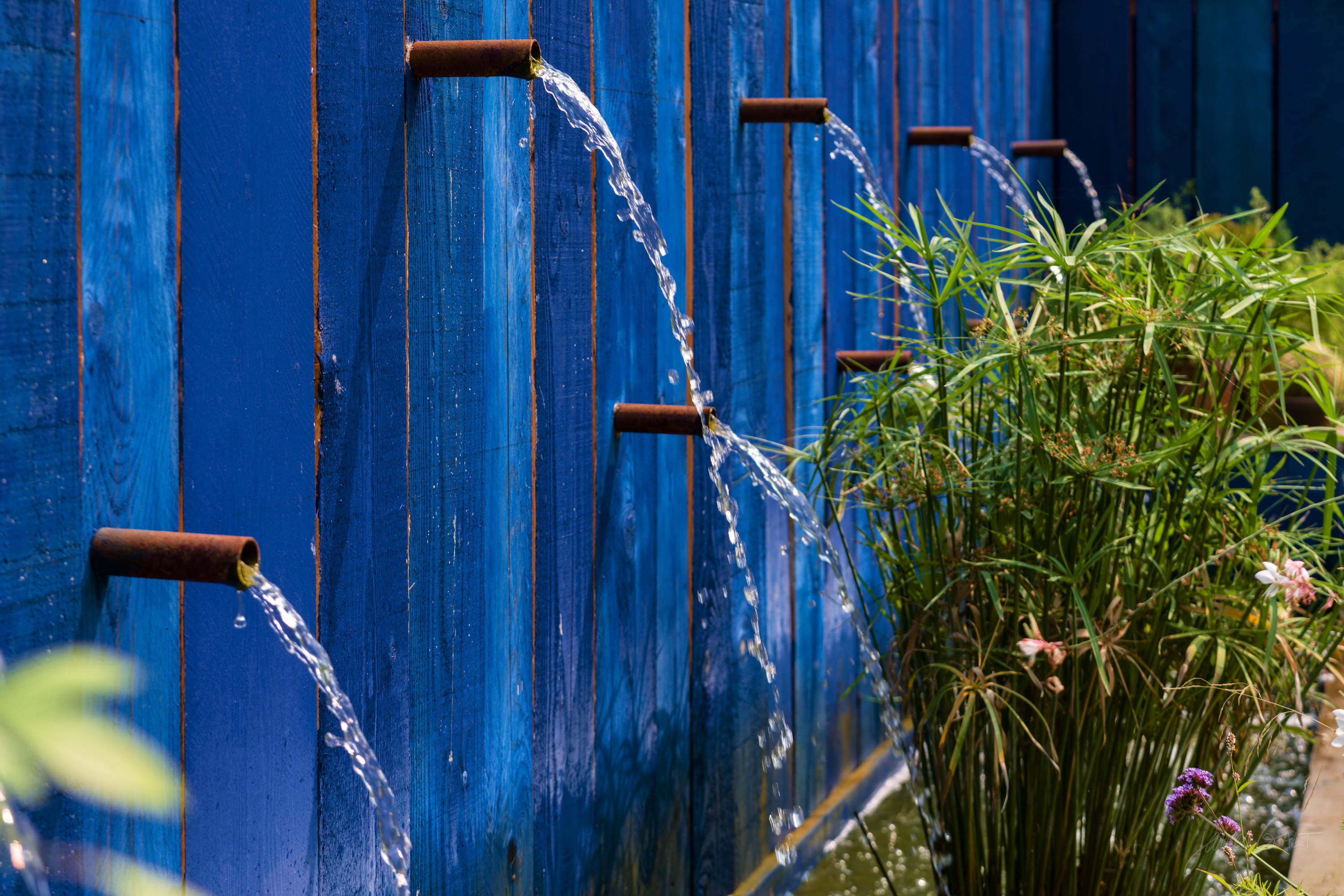 A fence of vivid blue vertical boards with several rusted metal spouts arcing thin streams of water, a clump of grasses to the right.
