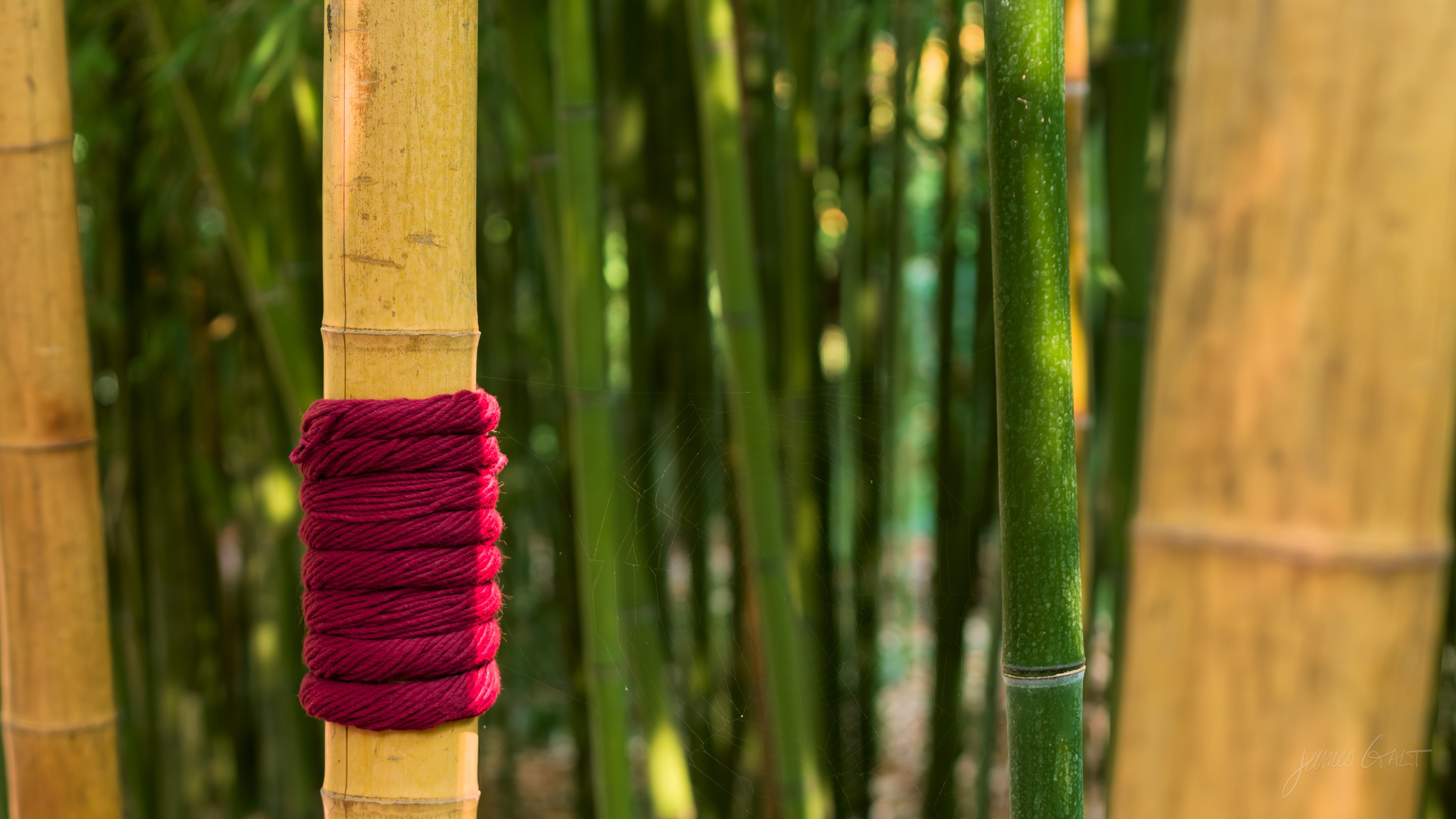 A stand of green and yellow bamboo, one culm wrapped with a band of deep red cord.