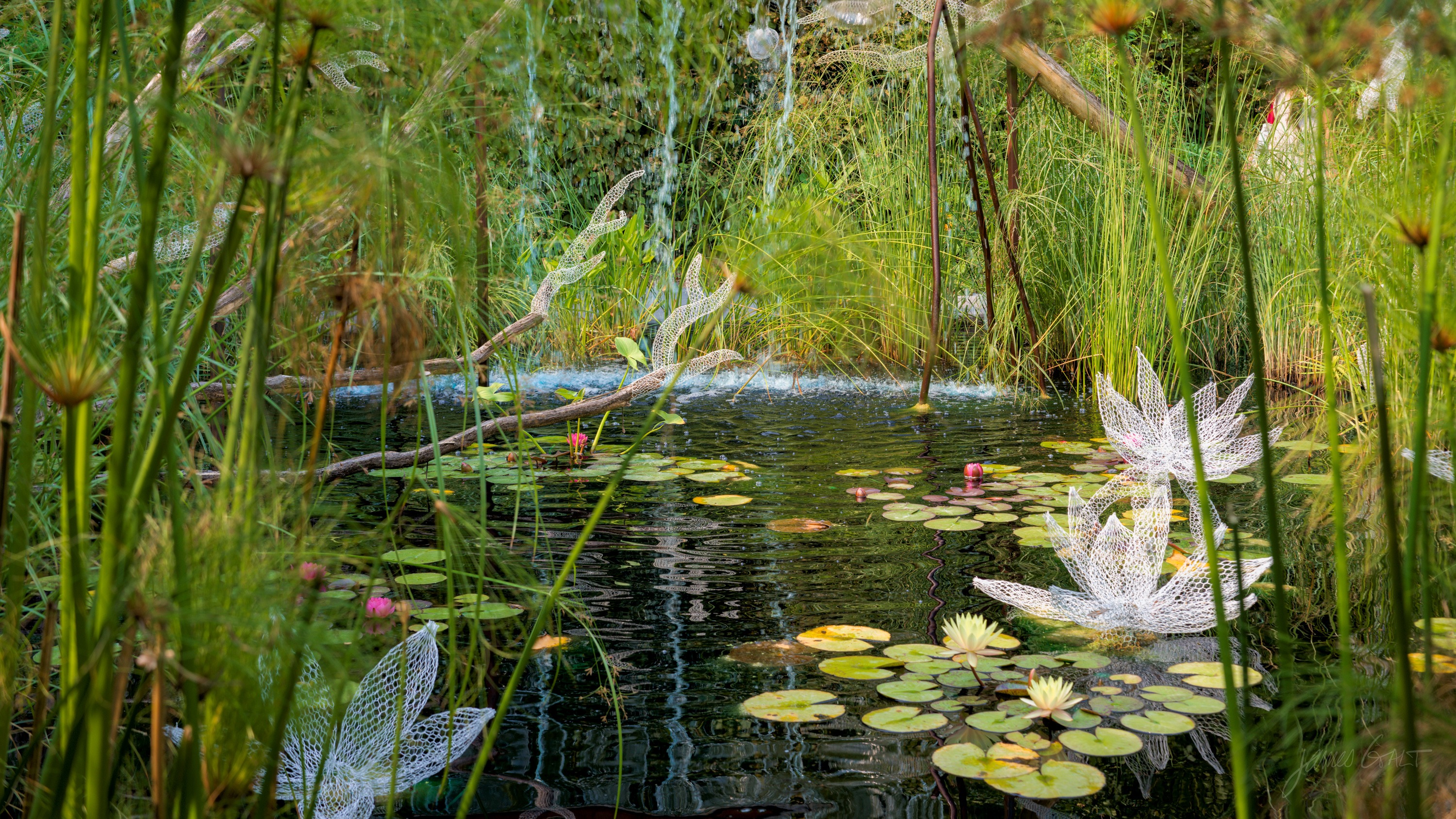 A reedy pond with pink water lilies and lily pads, and delicate clear glass dragonfly sculptures set among the grasses.