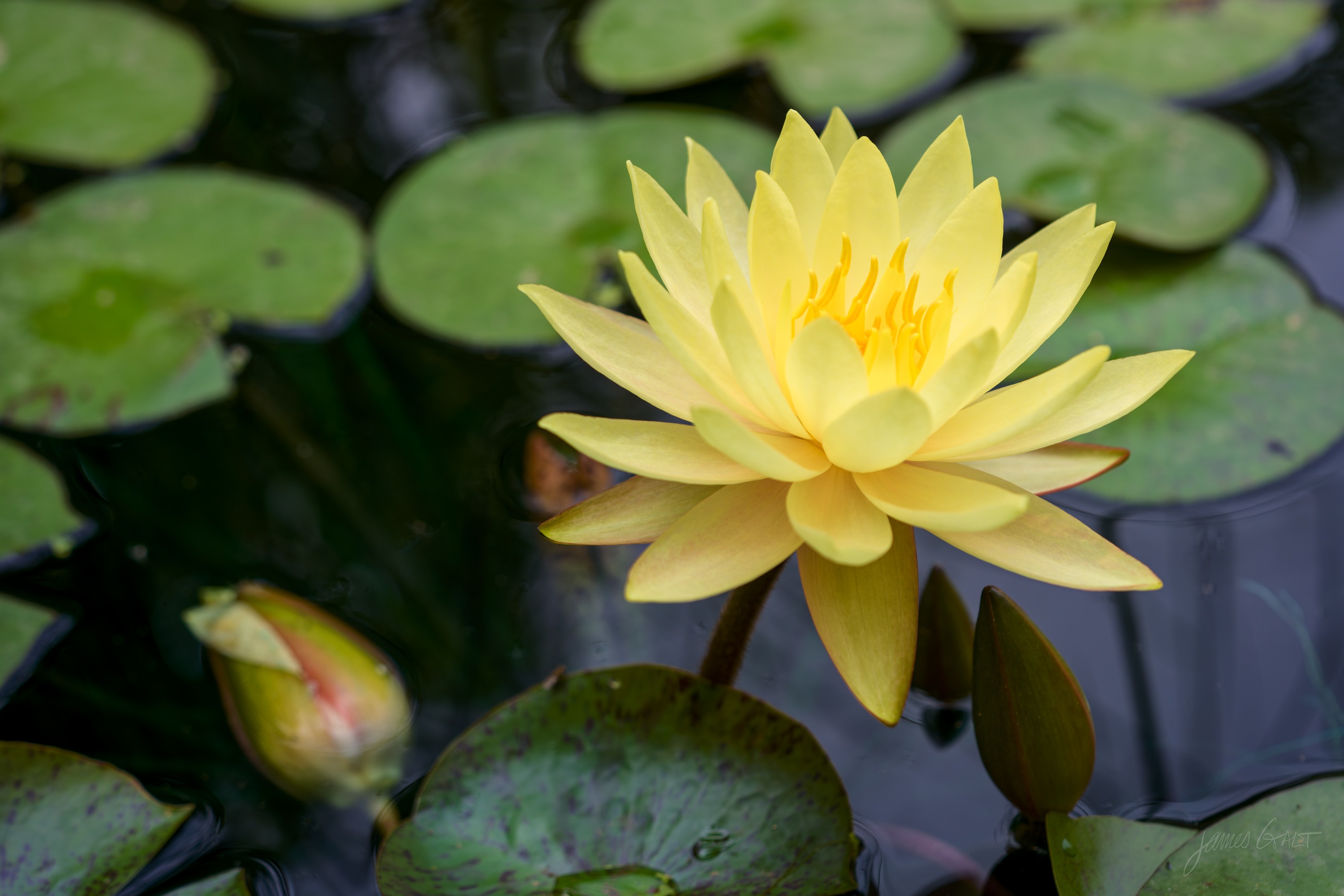 A single yellow water lily fully open on dark water, surrounded by green lily pads, a spent bud beside it.