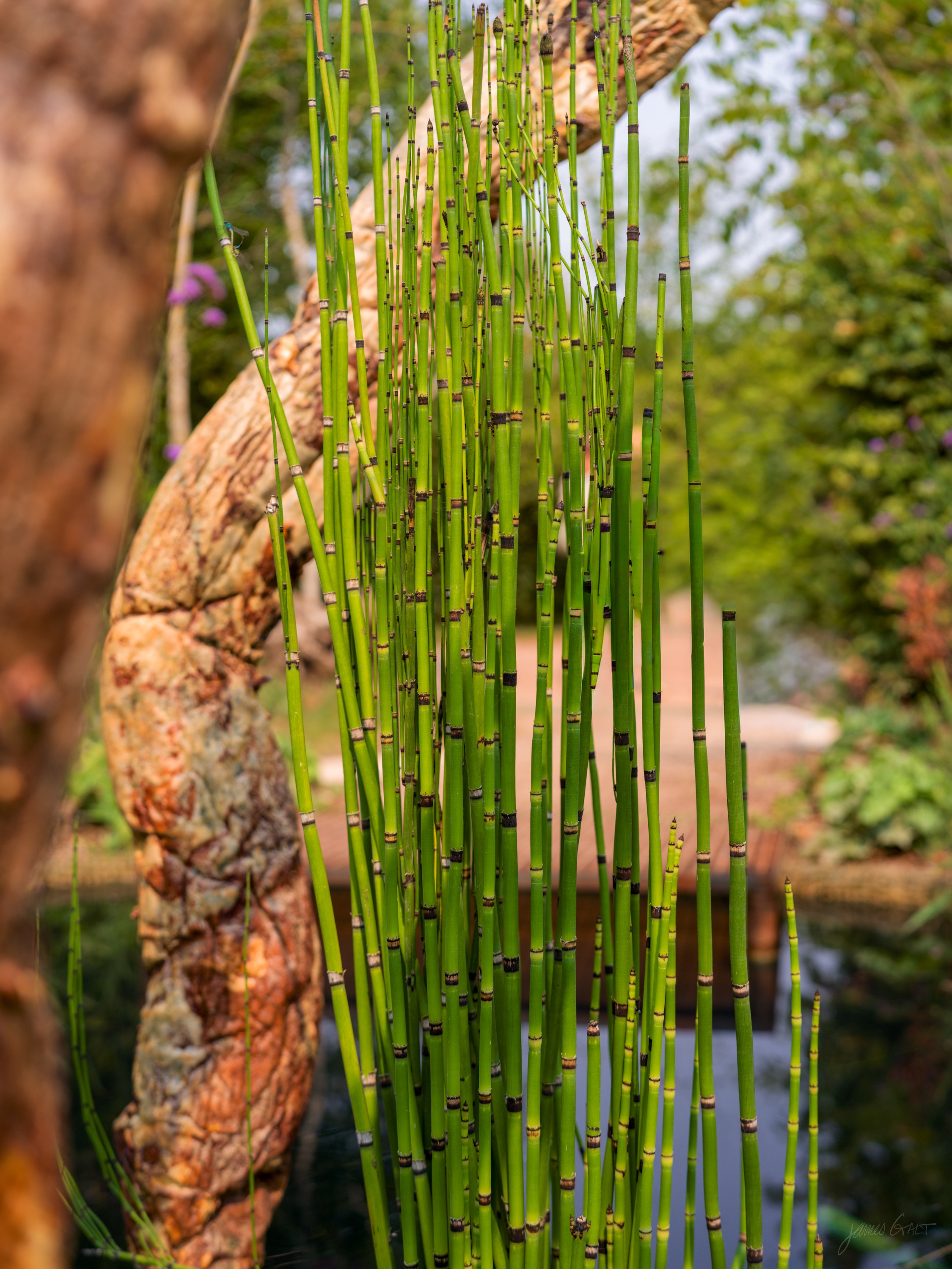 Tall segmented horsetail reeds rising straight out of a pond beside a piece of pale driftwood.