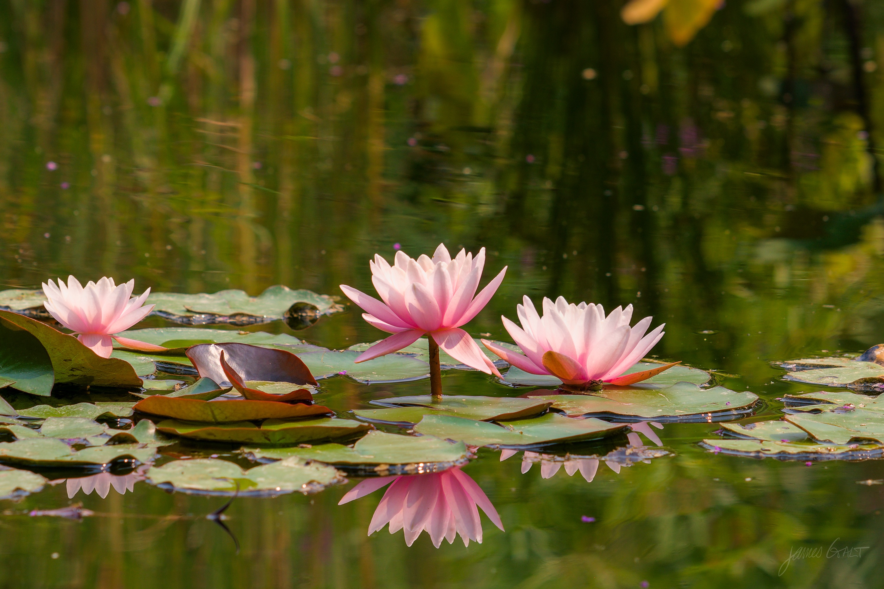 Three pink water lilies floating among pads on still water, their forms mirrored in the reflection.