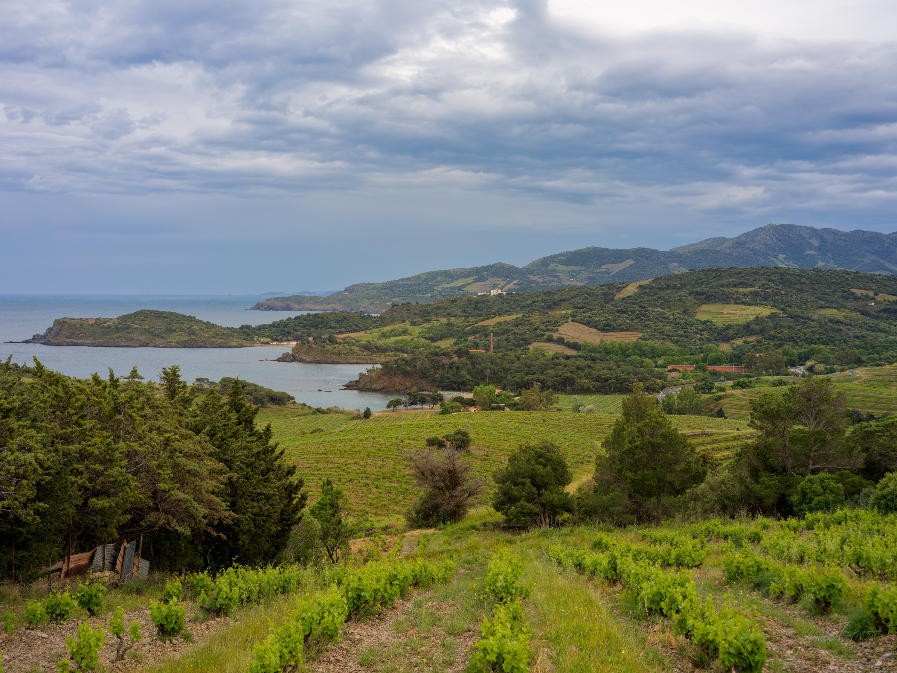 Terraced green vineyards falling toward a headland and a silvery sea, layered hills and mountains fading into evening cloud beyond.