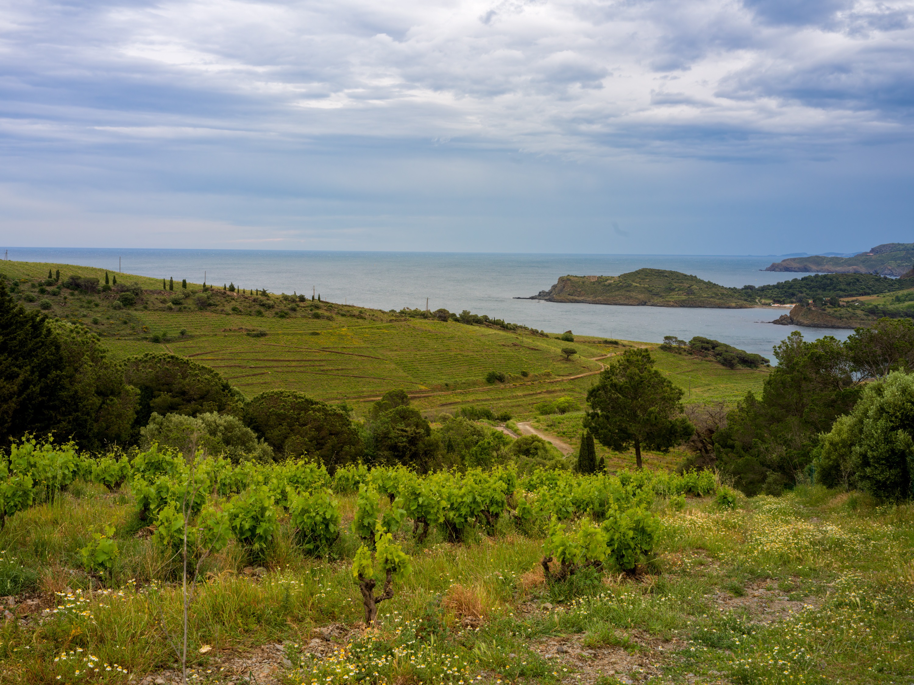 A hillside of young vines above a small bay and rocky headland, a track winding down through the terraces to the sea under a heavy sky.
