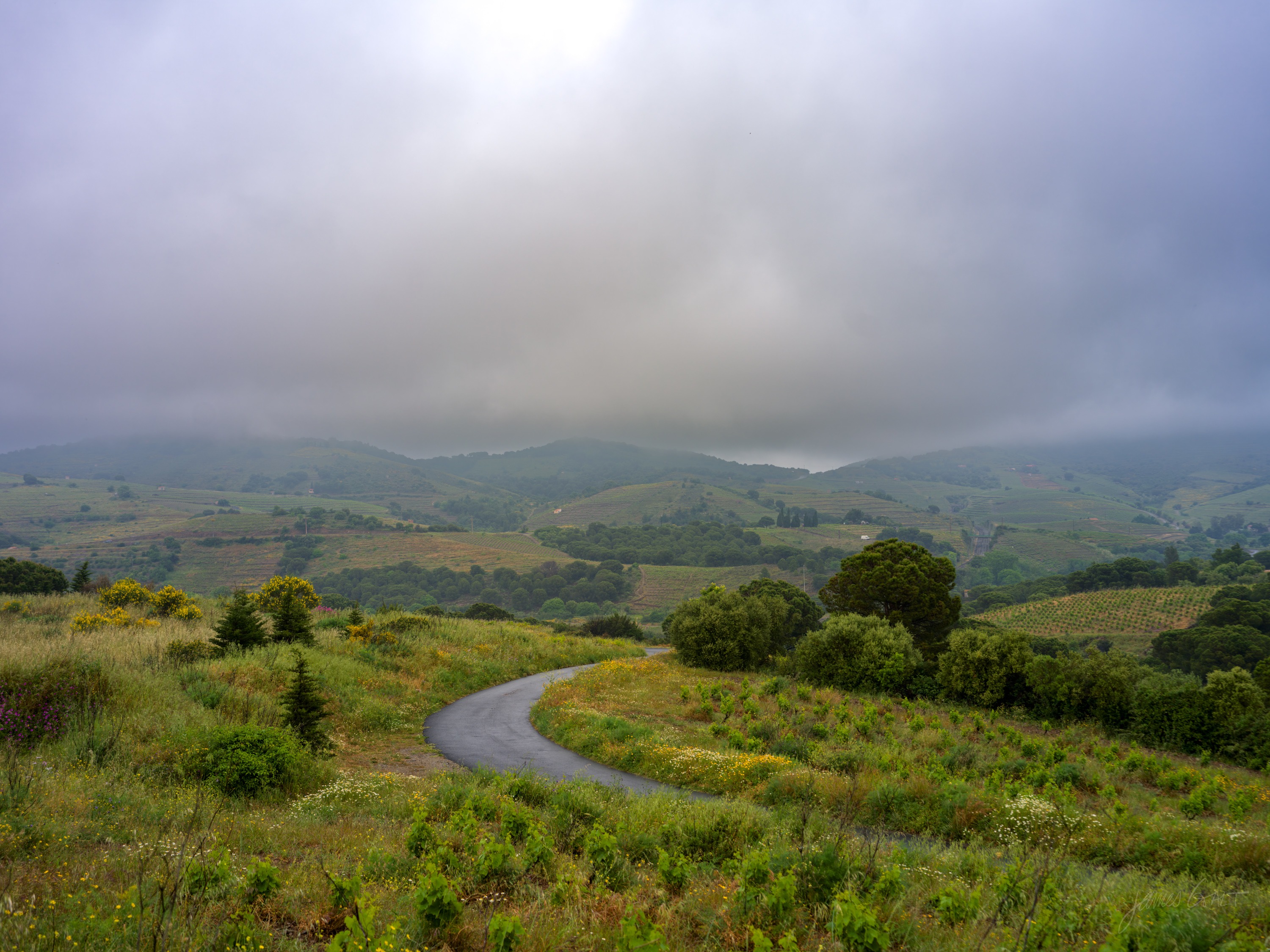 A winding track through green vineyard hills under low cloud, the sea just visible in the distance, gorse and scrub in the foreground.