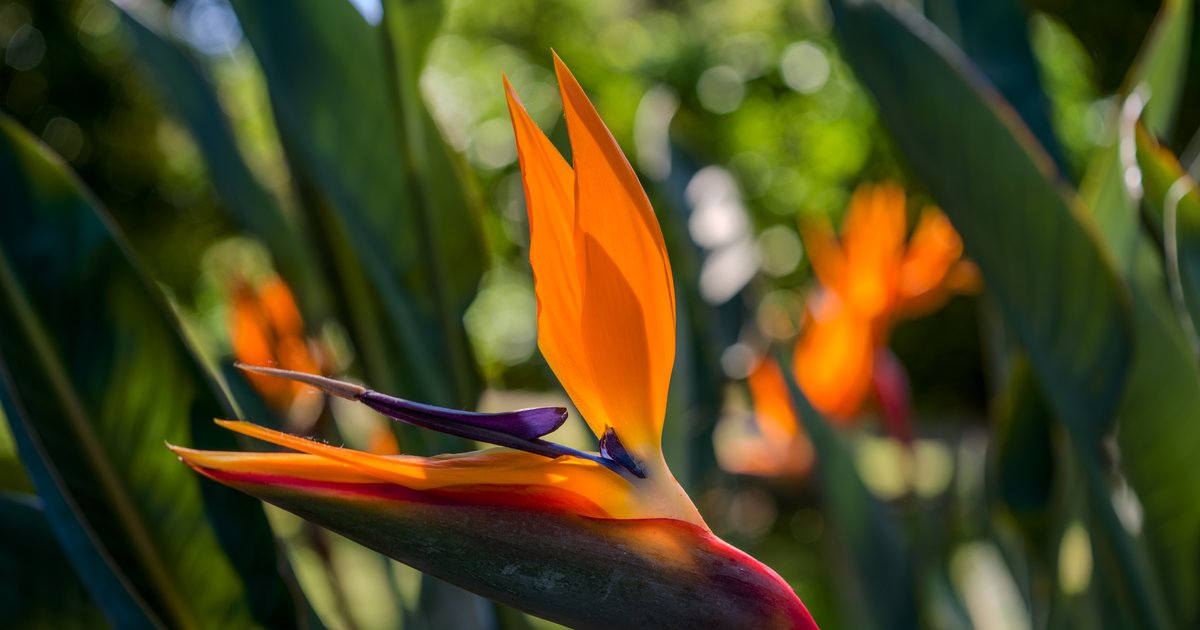 Garden, in flower