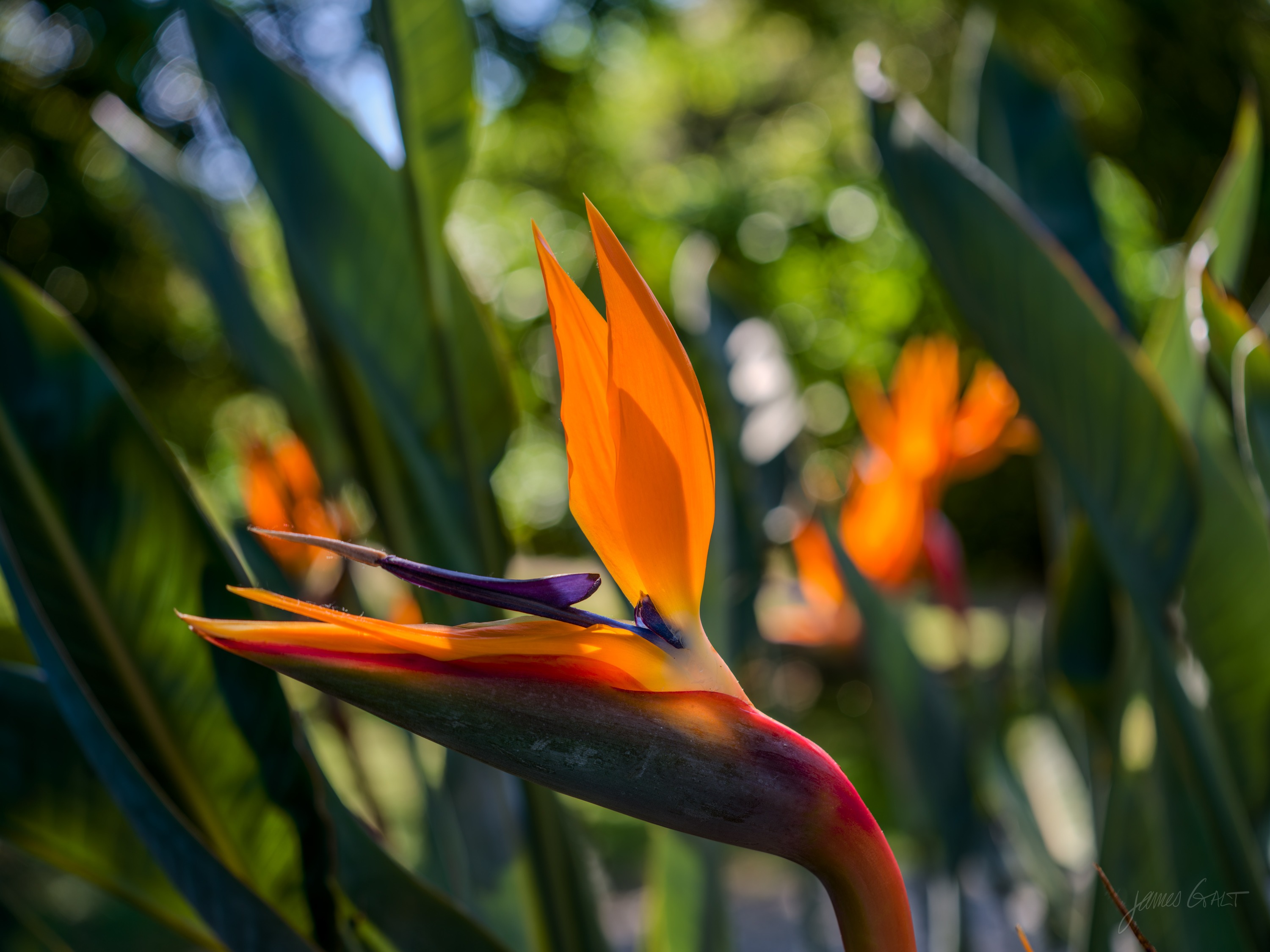 A bird of paradise flower in sharp side light, orange sepals and a blue tongue rising from the grey-green bract, more blooms soft behind.