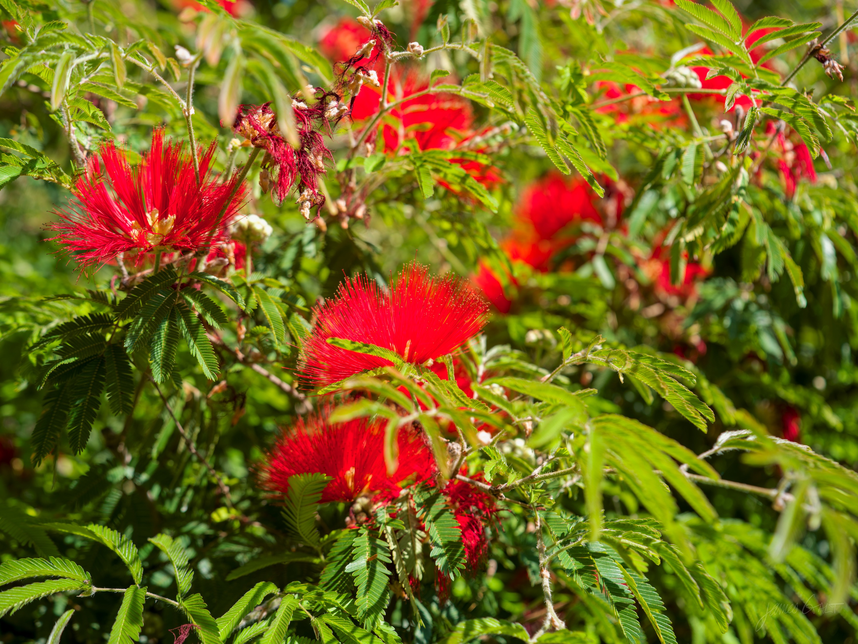 Bright red powderpuff flowers, fine tufts of red stamens, among feathery green foliage in warm sun.