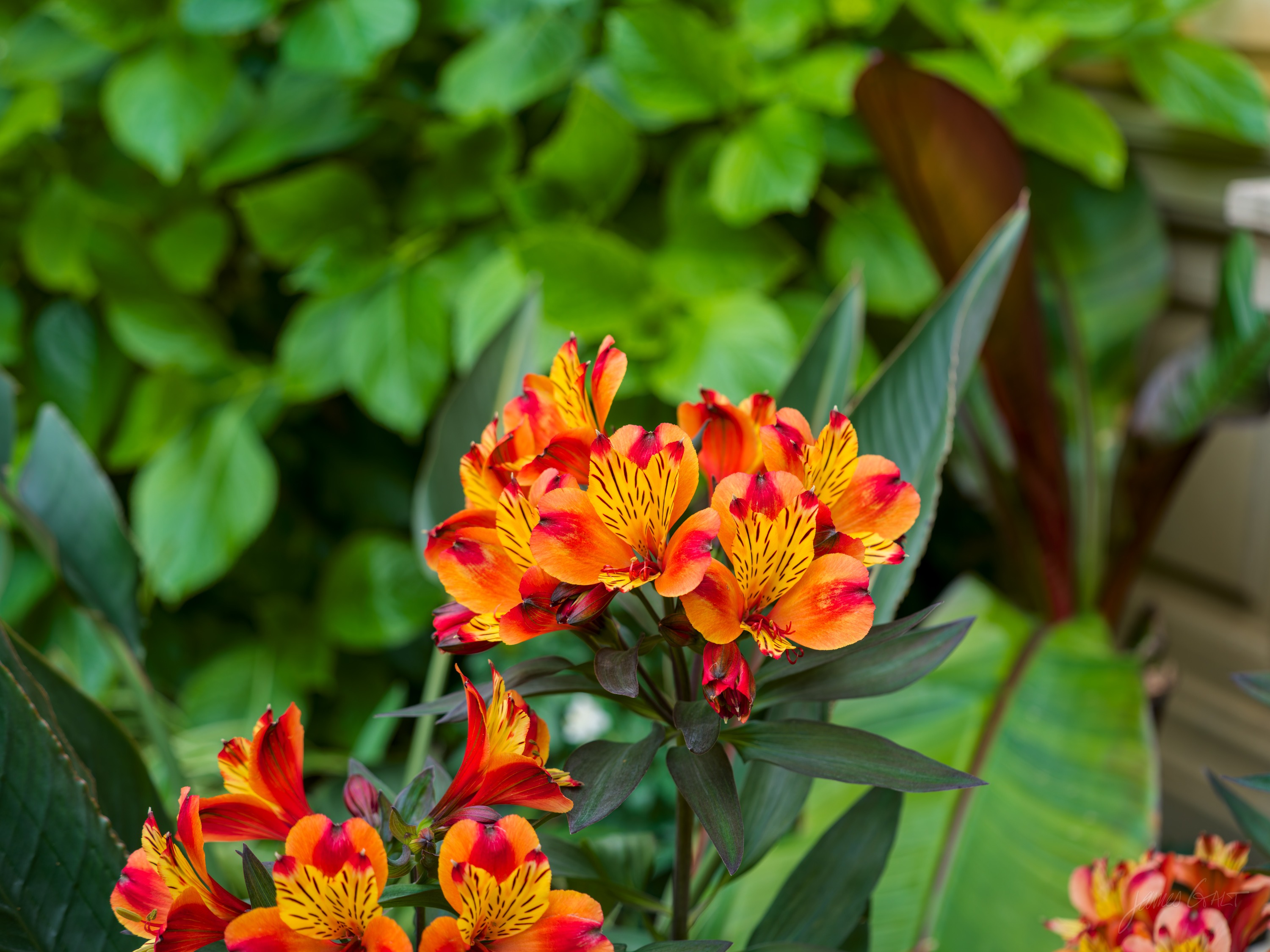 Clusters of orange and yellow alstroemeria with dark-flecked throats against deep green leaves in soft shade.
