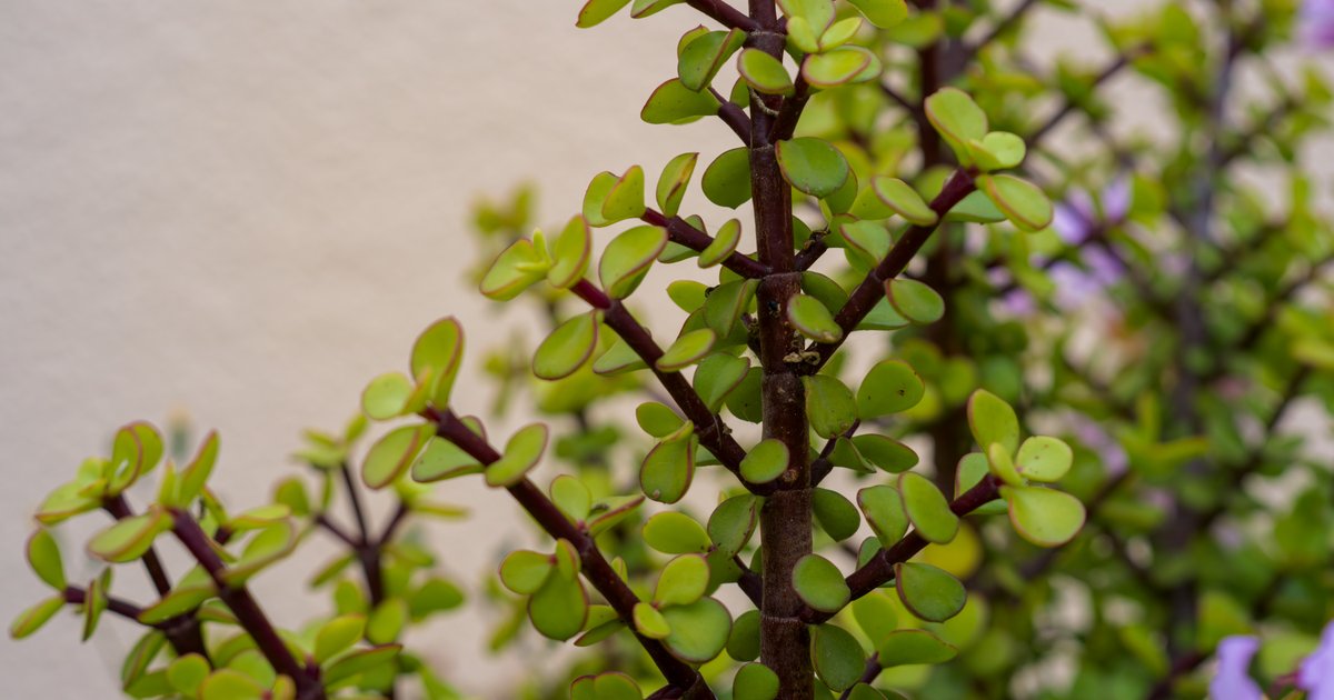 Garden greens