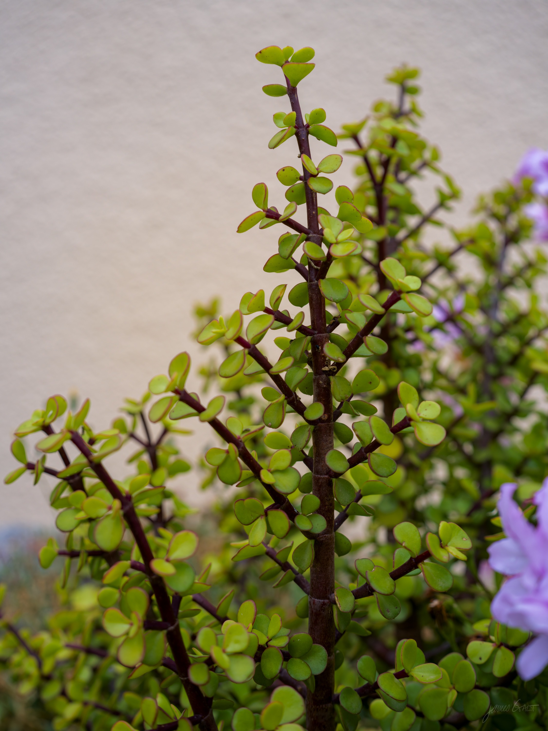 The top of a jade plant with reddish stems and rounded green leaves against a pale warm wall, a hint of purple flowers to the right.