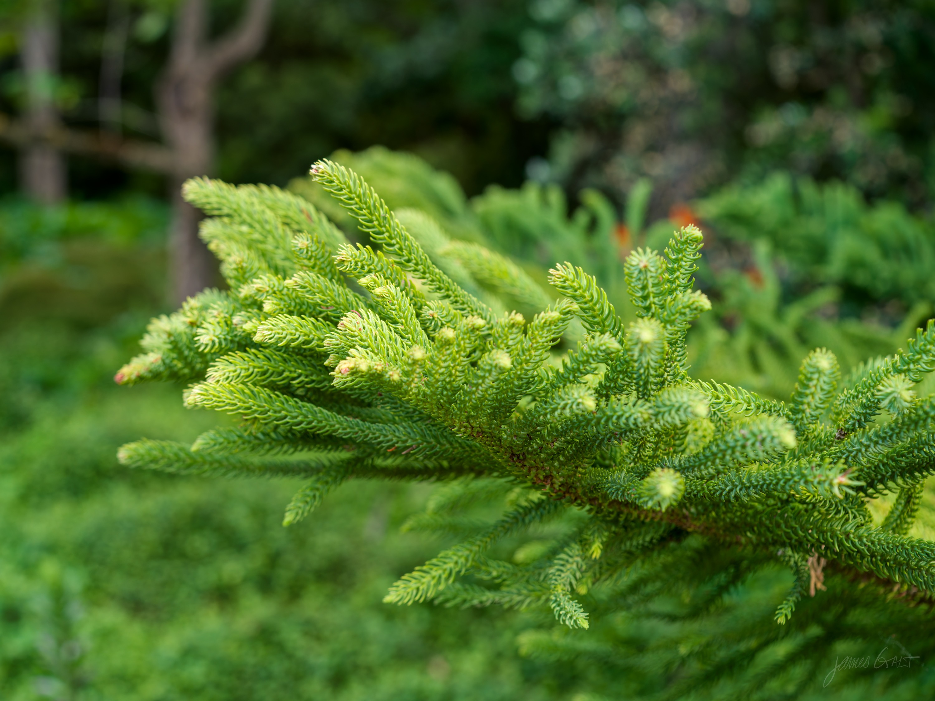 A single araucaria branch reaching across the frame, its tight green scale-like foliage lit against a soft dark green background.
