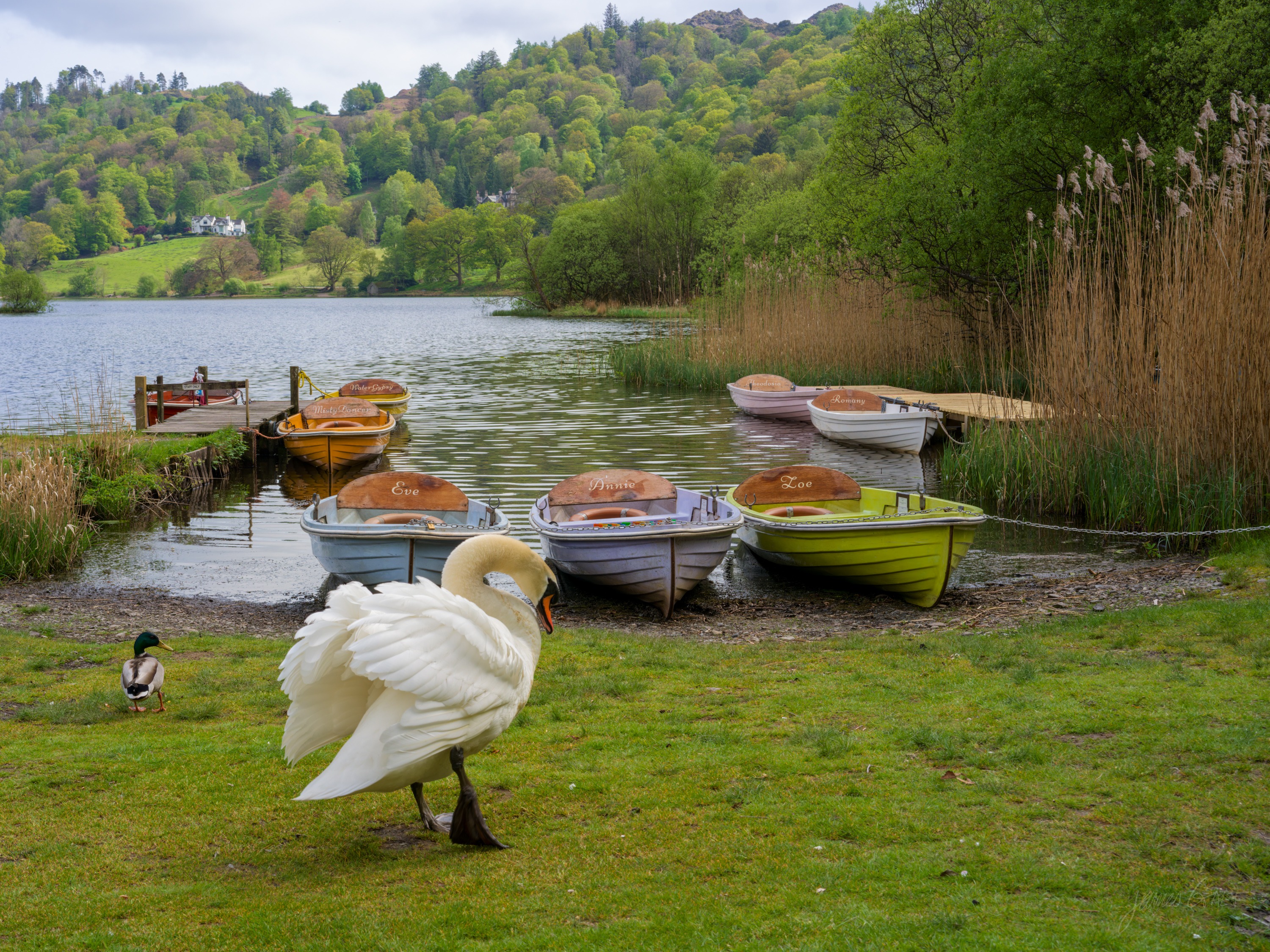 A white swan preening on a grassy bank with a mallard nearby, a row of moored rowing boats in green, cream and yellow behind, reeds and wooded hills across the water.