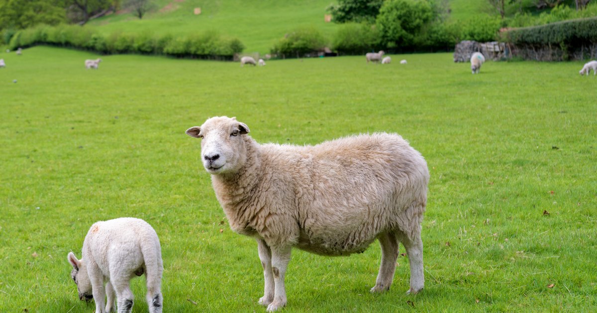 Lambs, late April