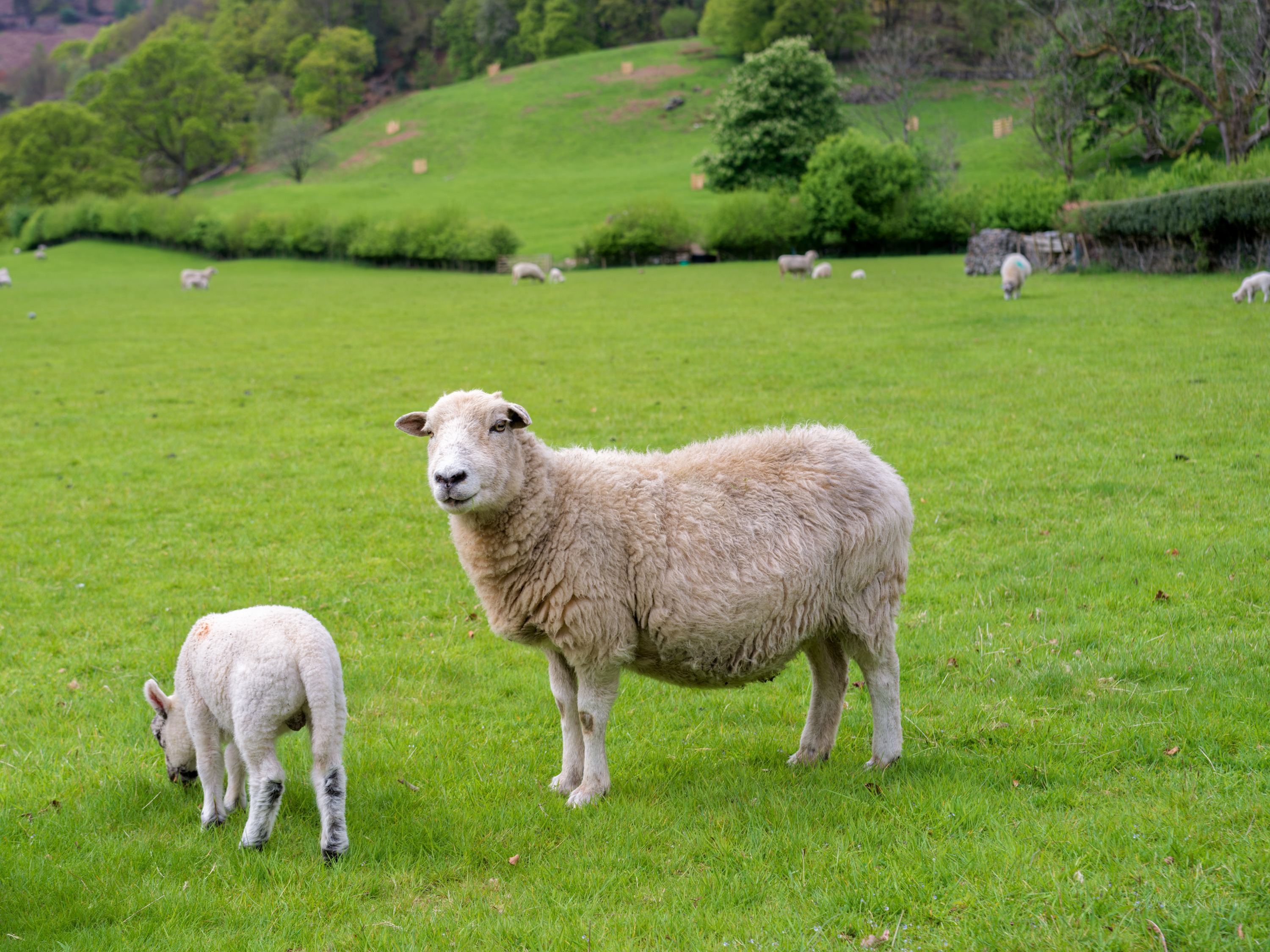 A ewe standing in a bright green field with her lamb grazing beside her, more sheep and lambs scattered across the pasture, wooded slopes behind.