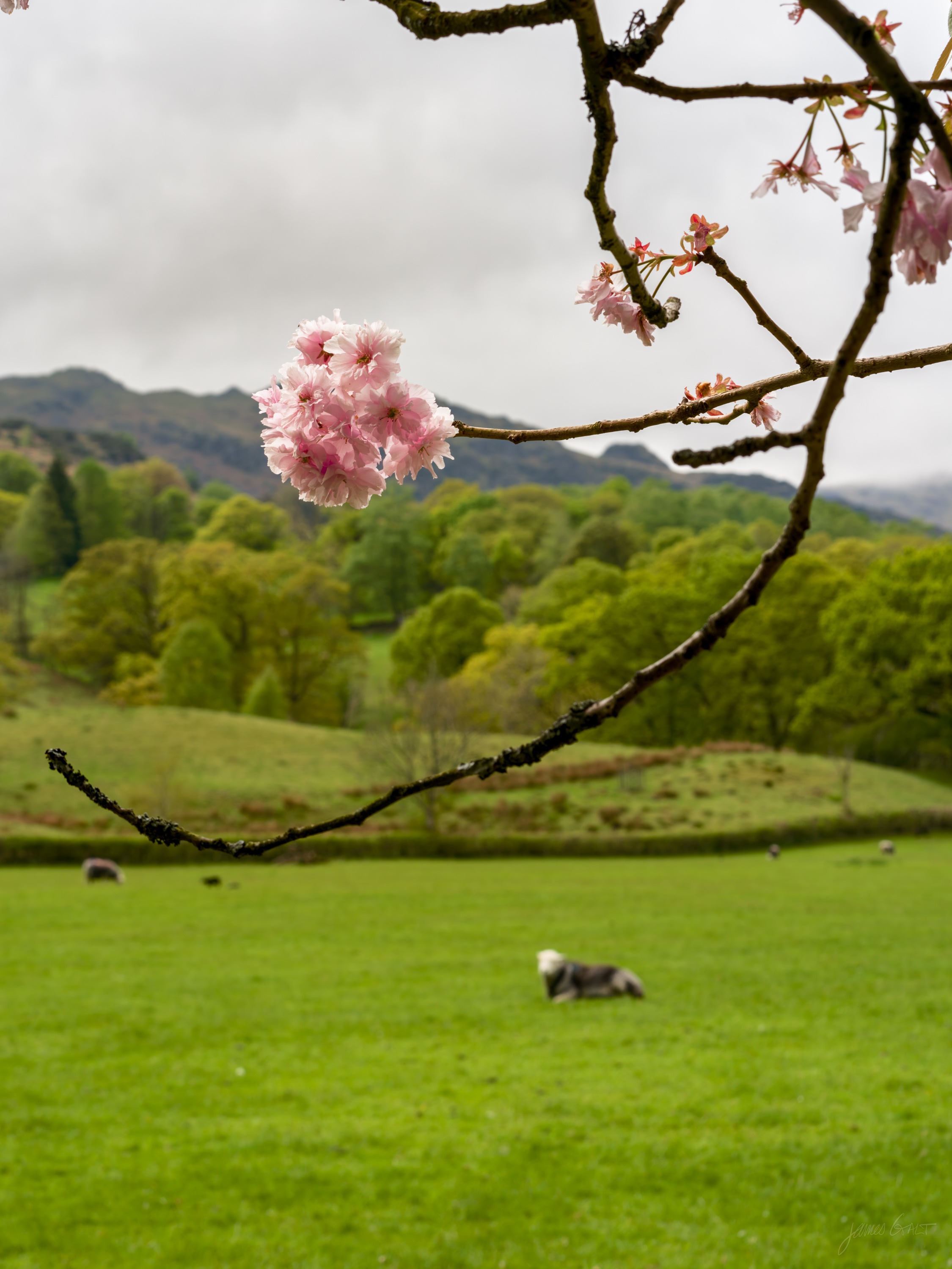 A branch of pale pink cherry blossom in the foreground, a green valley field beyond with a sheep resting, low fells under grey cloud.