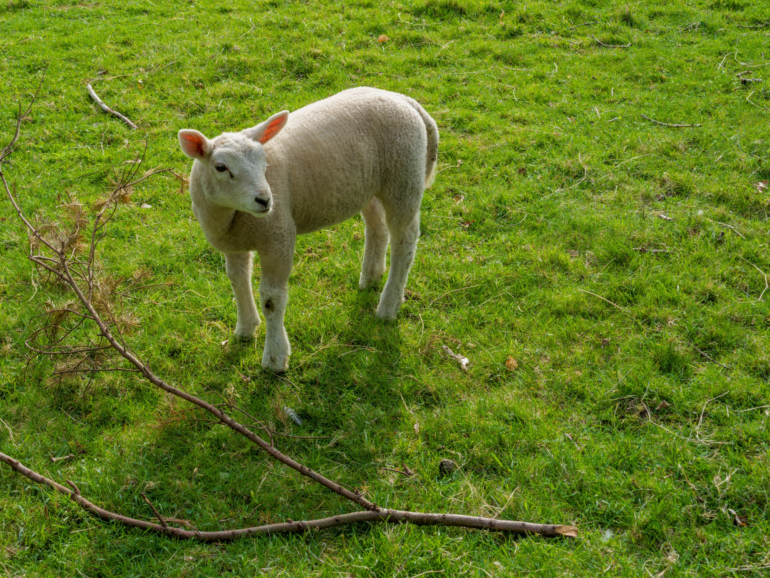 A single lamb standing on green grass beside a fallen branch, looking toward the camera, ears out.