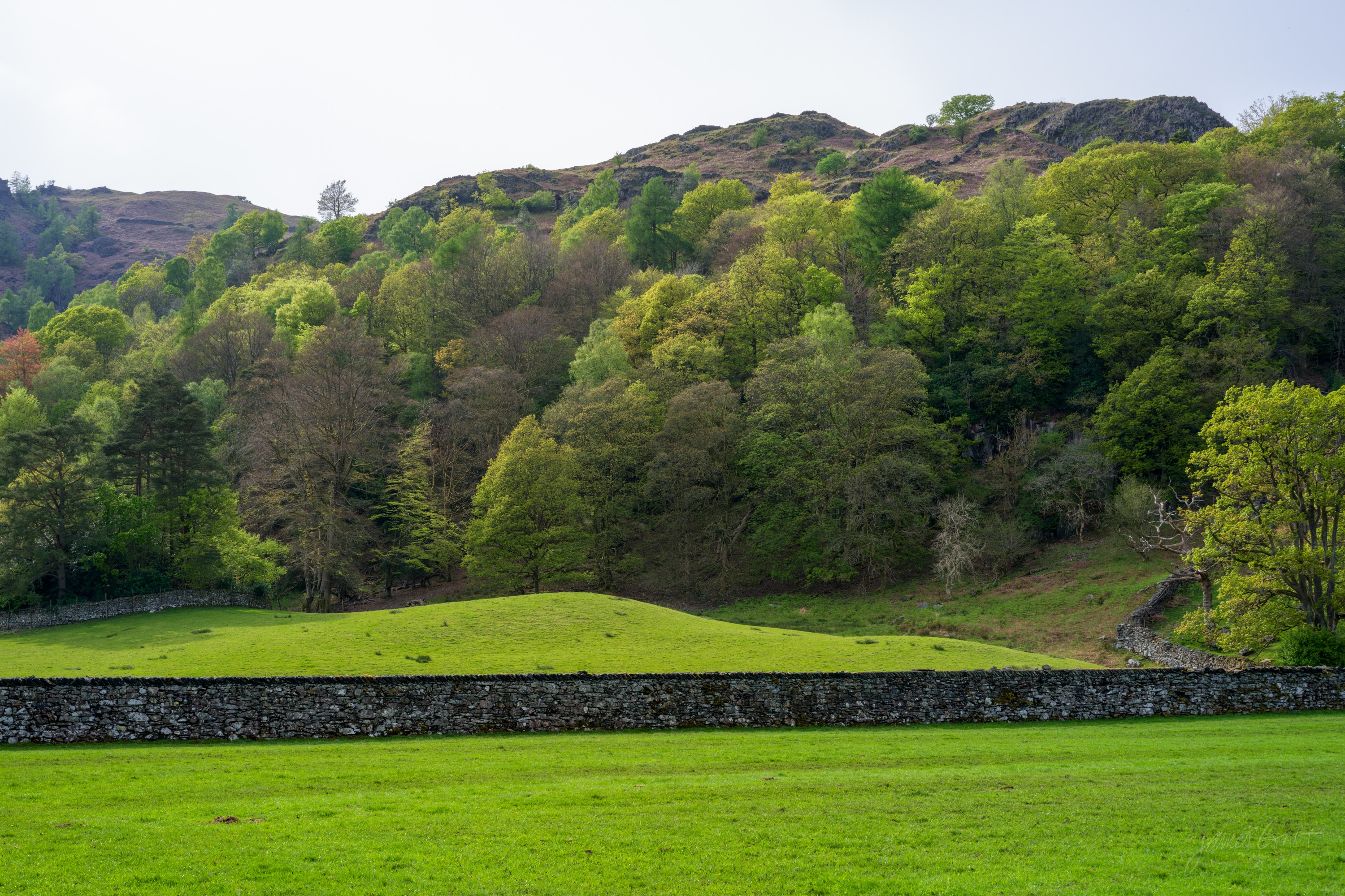 A long drystone wall running across a bright green field, a densely wooded fellside with a rocky top rising behind under a pale sky.
