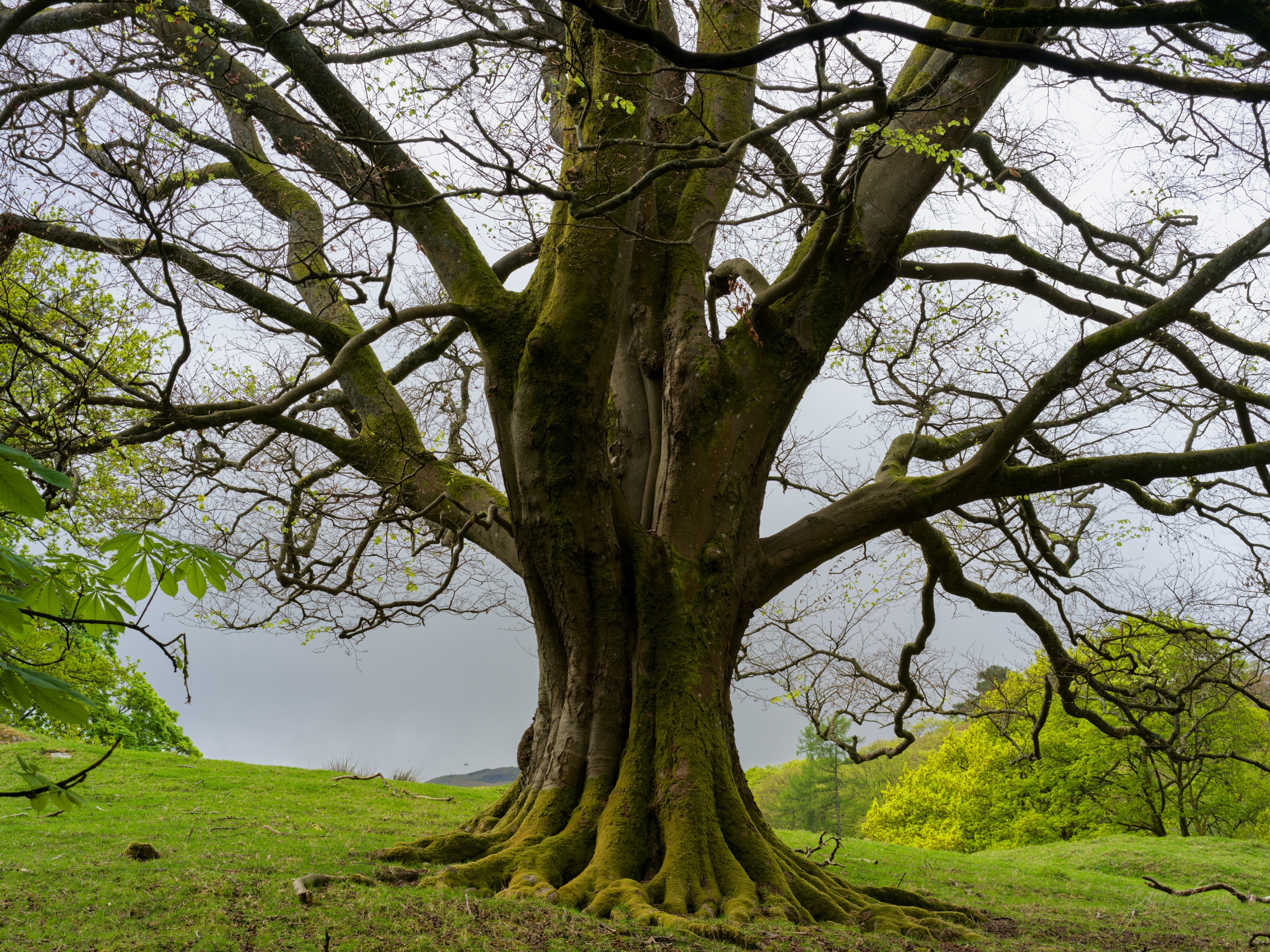 A large old beech tree with several moss-covered trunks spreading into a wide bare canopy, standing on a grassy bank above a pale lake.