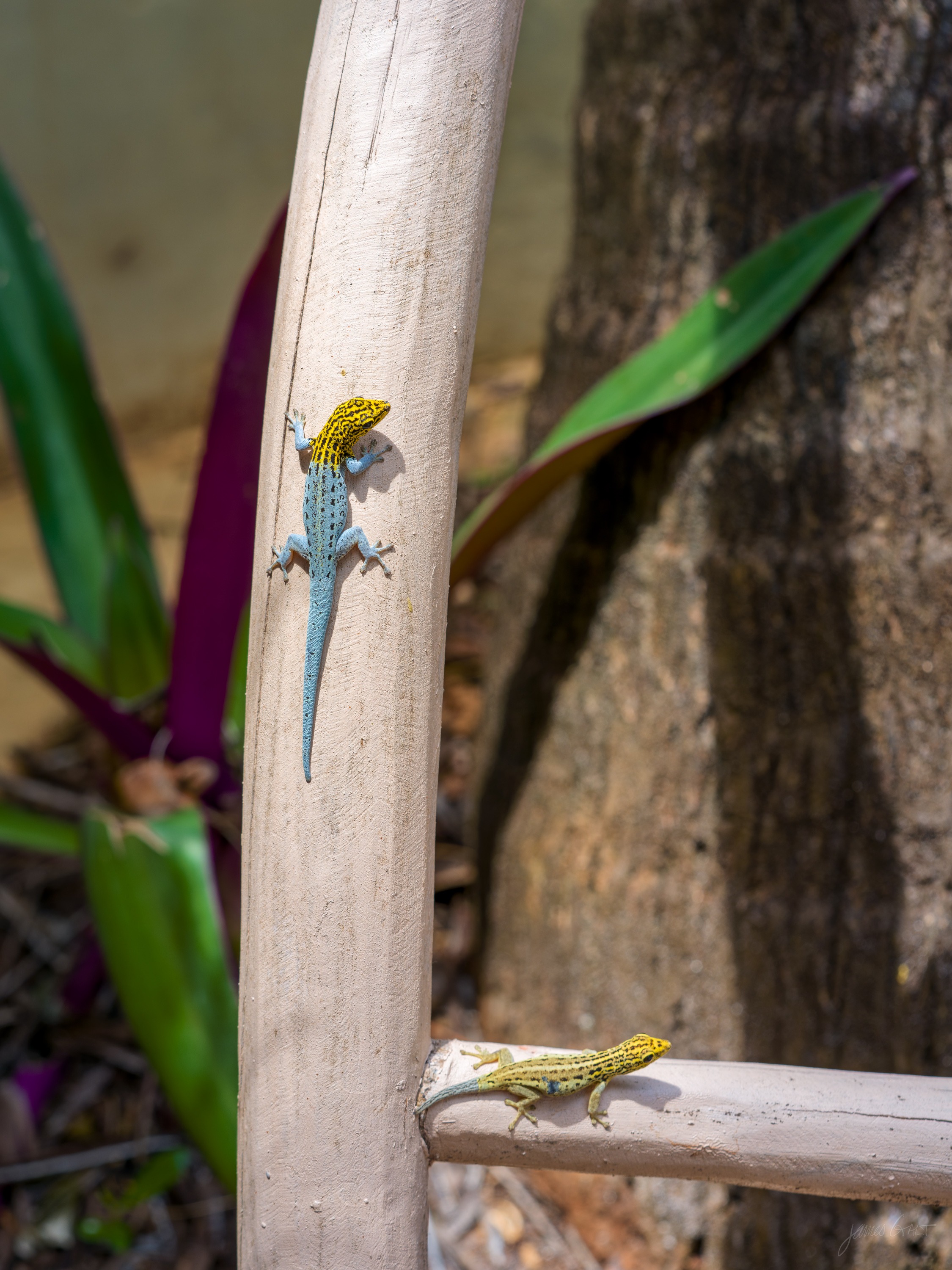 Two small agama lizards on a weathered wooden post, one with a bright yellow head and blue body, among green leaves.