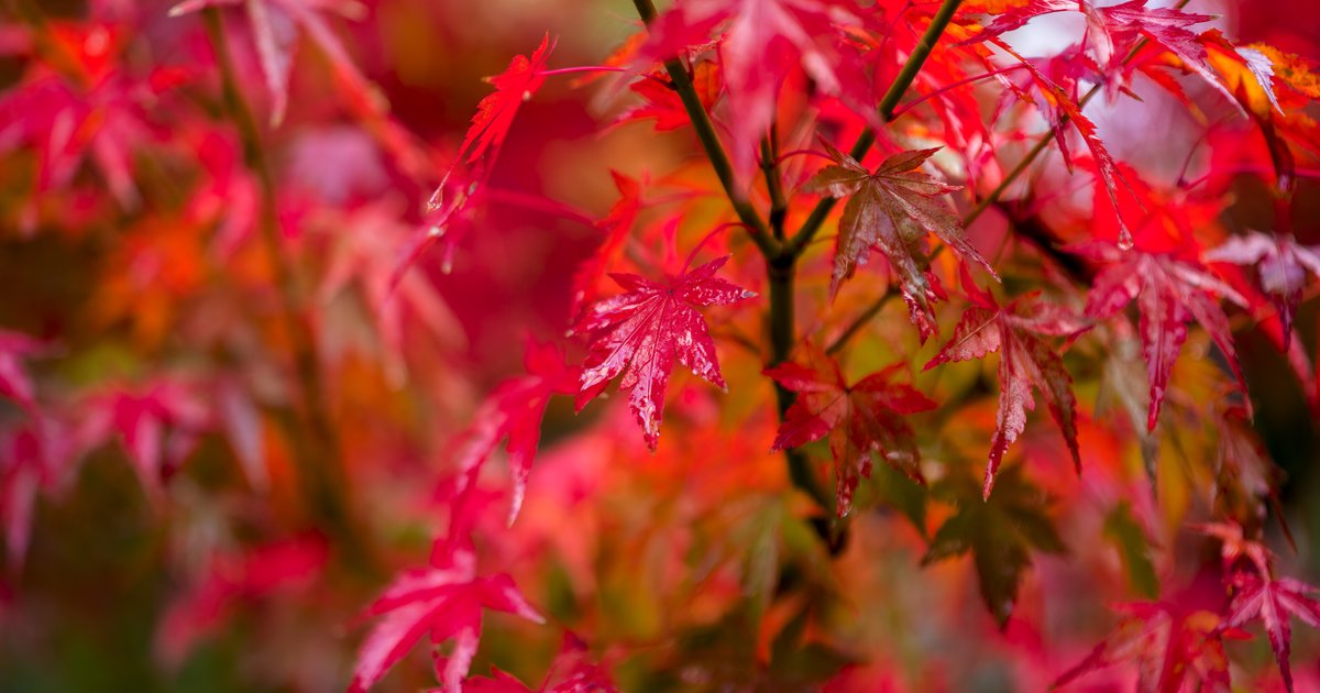 Kenrokuen, up close