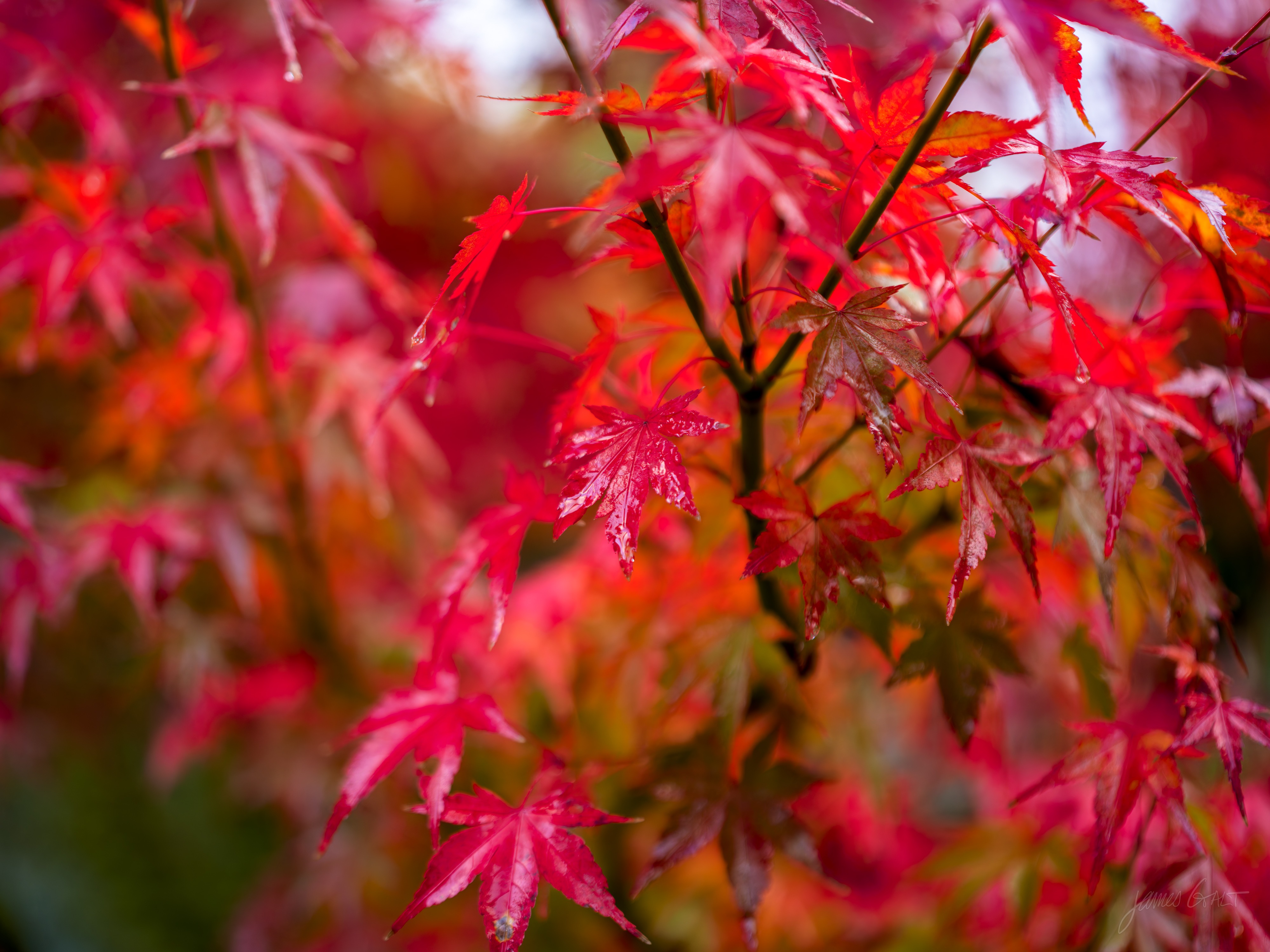 A close-up of a Japanese maple in full red autumn colour, the wet star-shaped leaves crowding the frame against a soft green and red background.
