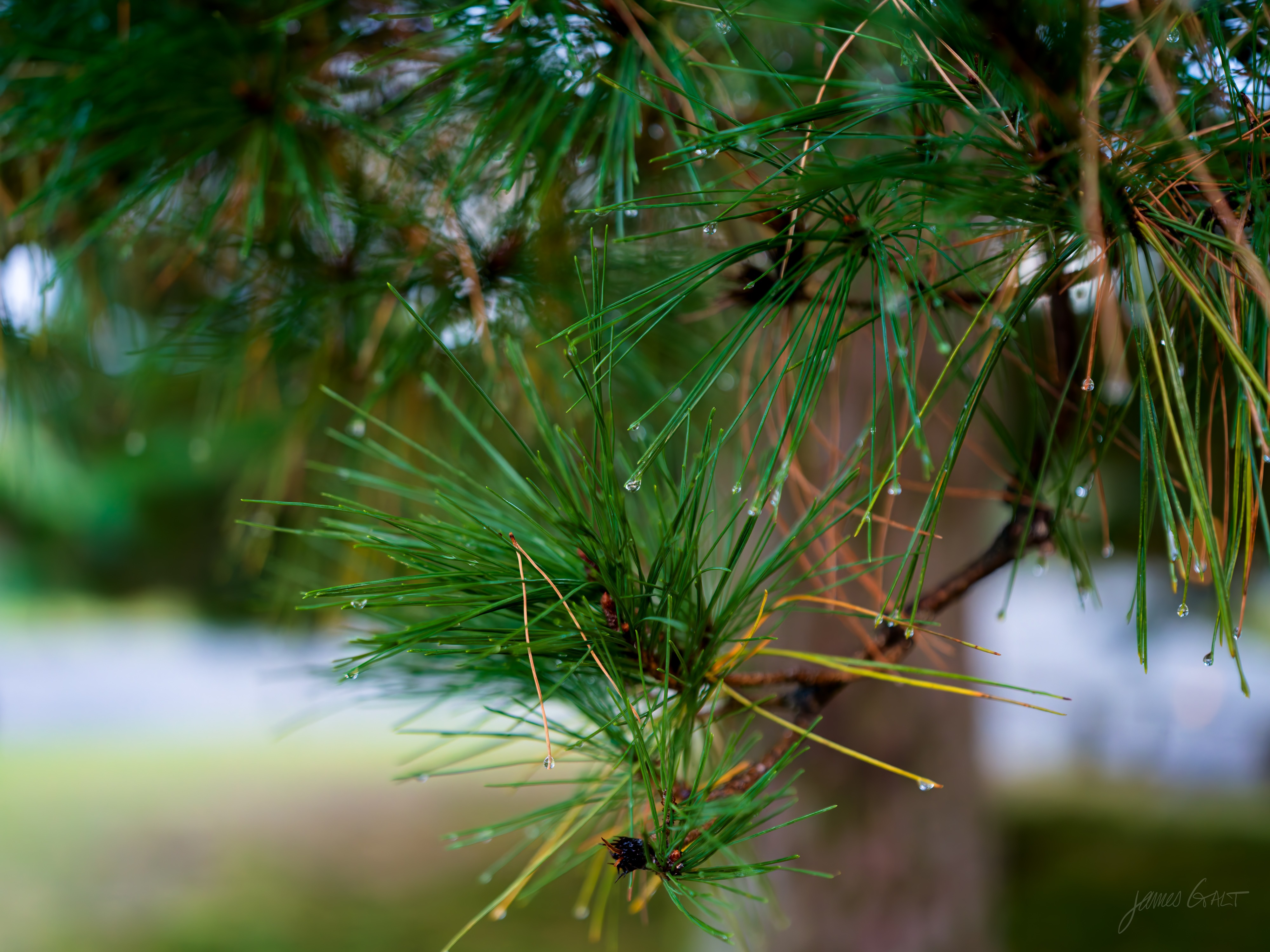 A close-up of a green pine branch, its long needles beaded with water droplets, against a soft out-of-focus background of grass and path.