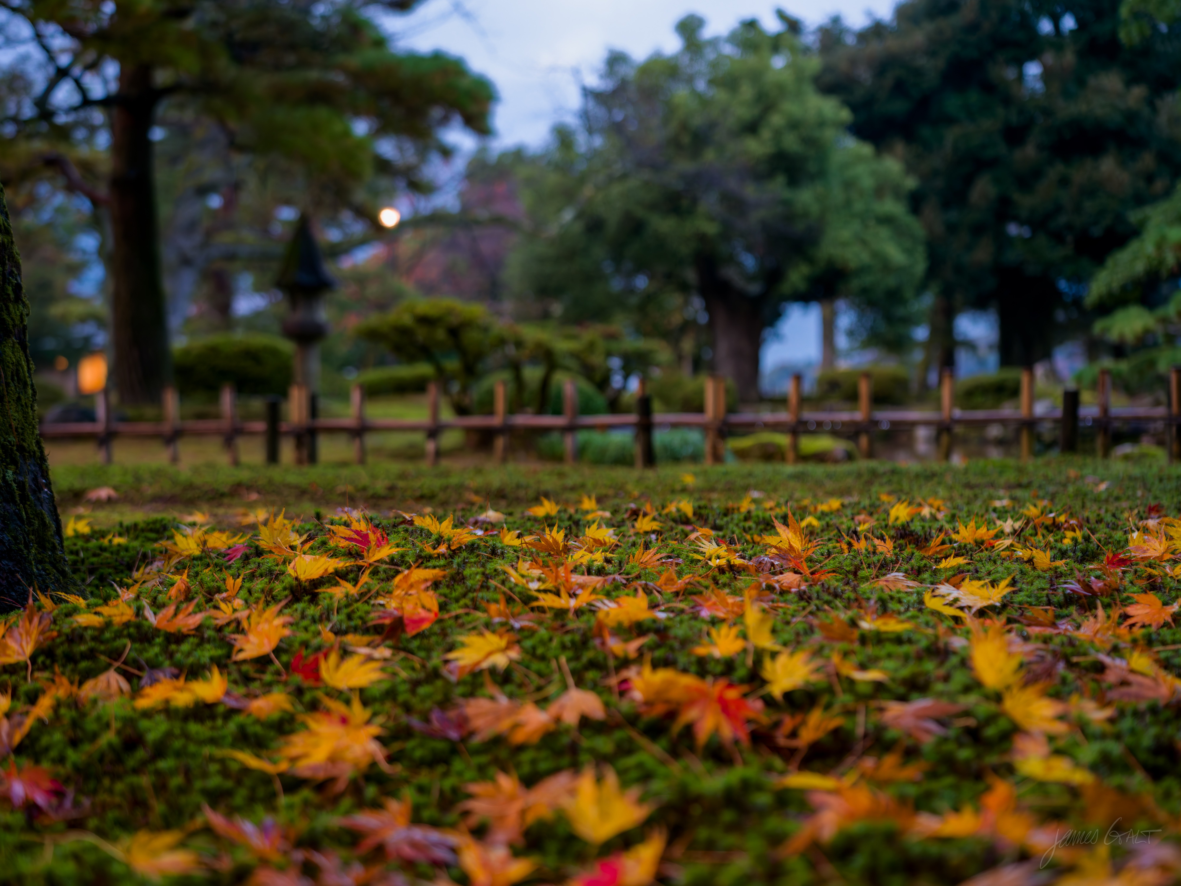 A low-angle view across a mossy garden floor scattered with fallen red, orange and yellow maple leaves, a tree trunk at the left and a wooden fence, stone lantern and clipped pines behind in the dusk.