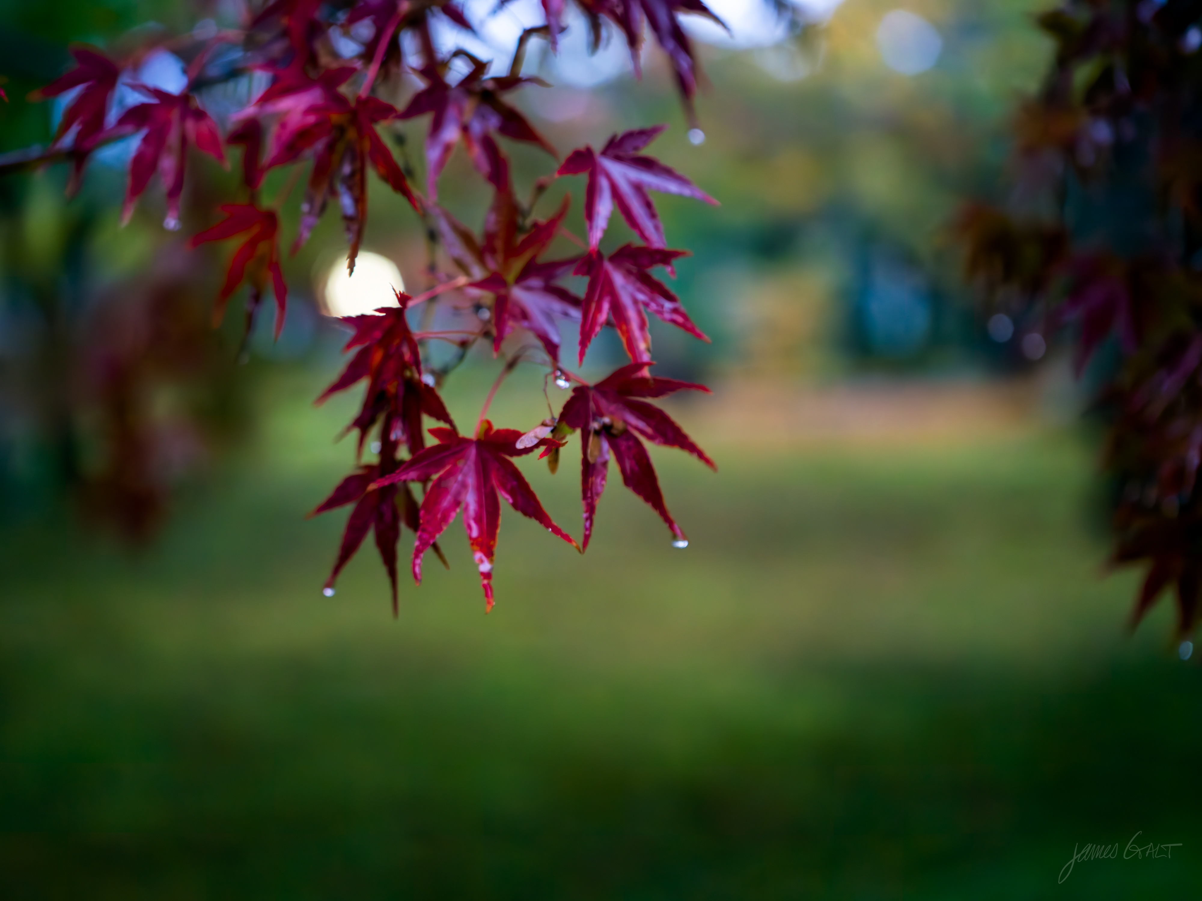 Hanging sprays of deep red maple leaves wet with rain at dusk, drops about to fall, against a dark and softly blurred green garden background with a single round highlight of light.