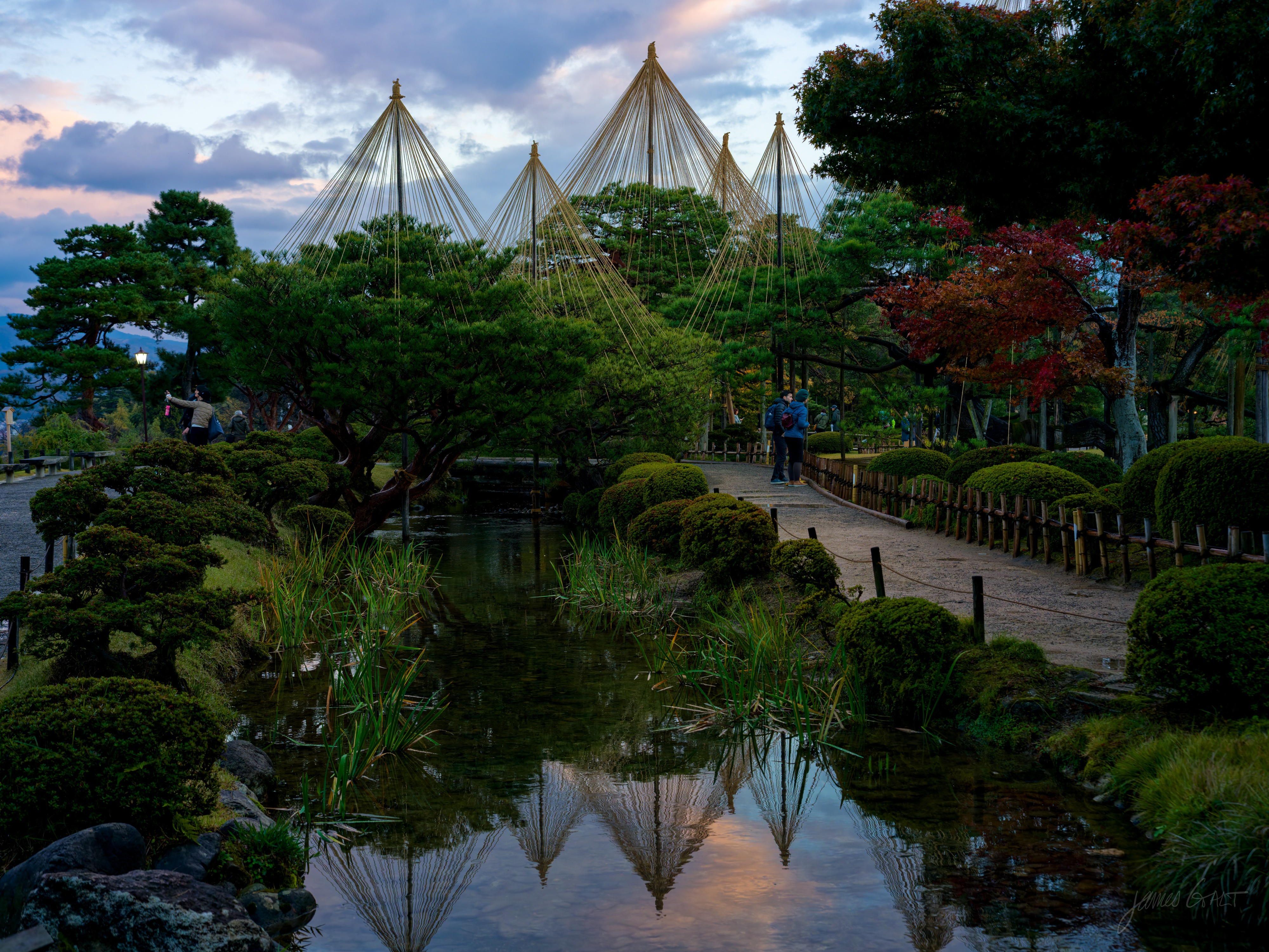 A wide dusk view in Kenrokuen: several tall yukitsuri rope cones over pines beside a pond, a path with a couple walking, clipped shrubs along the banks, the cones and pastel evening sky reflected in the still water.