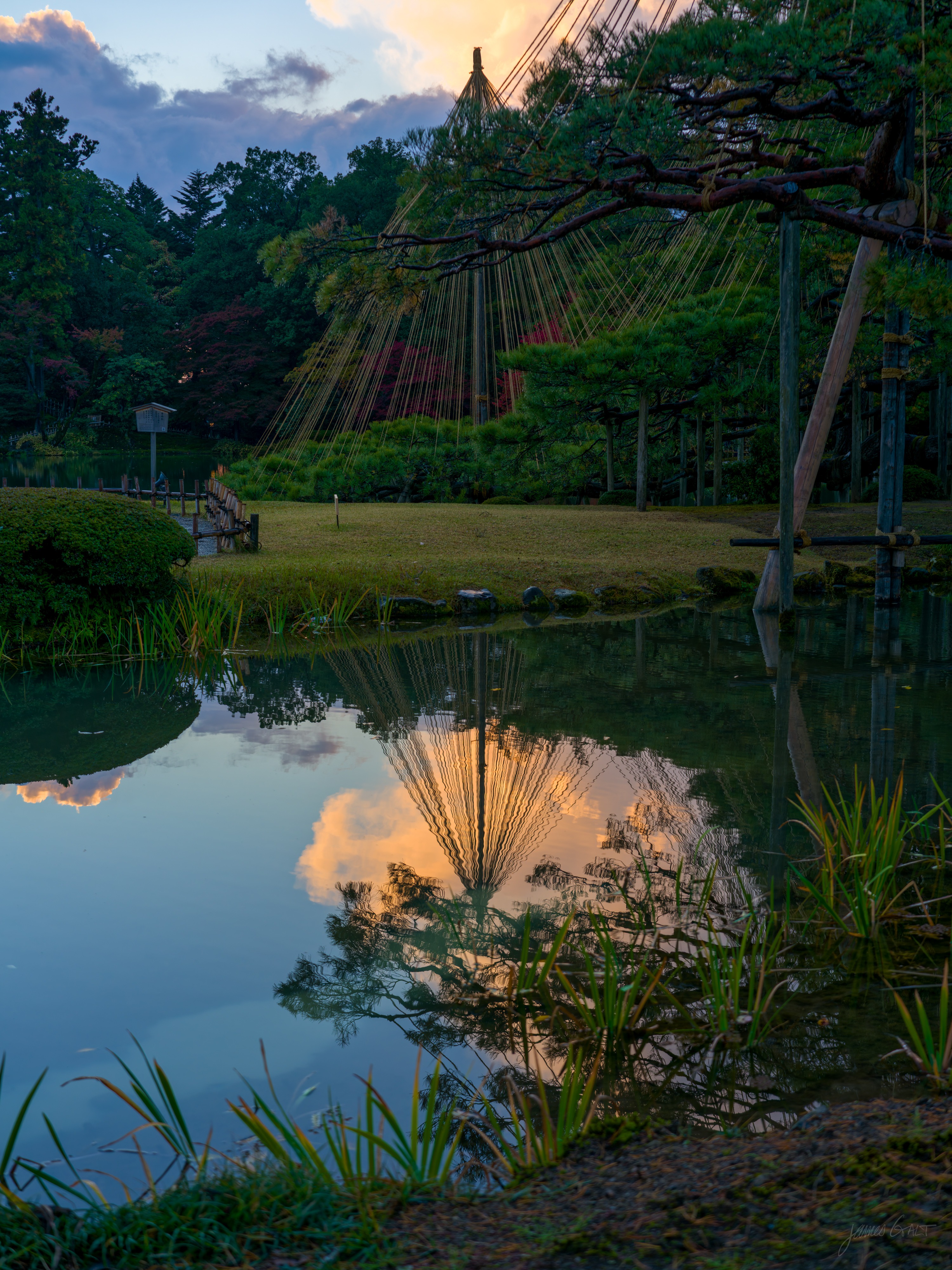A single large yukitsuri cone of ropes over a pine at dusk, reflected with pink sunset clouds in a still pond, reeds in the foreground and a pine branch arching in from the right.