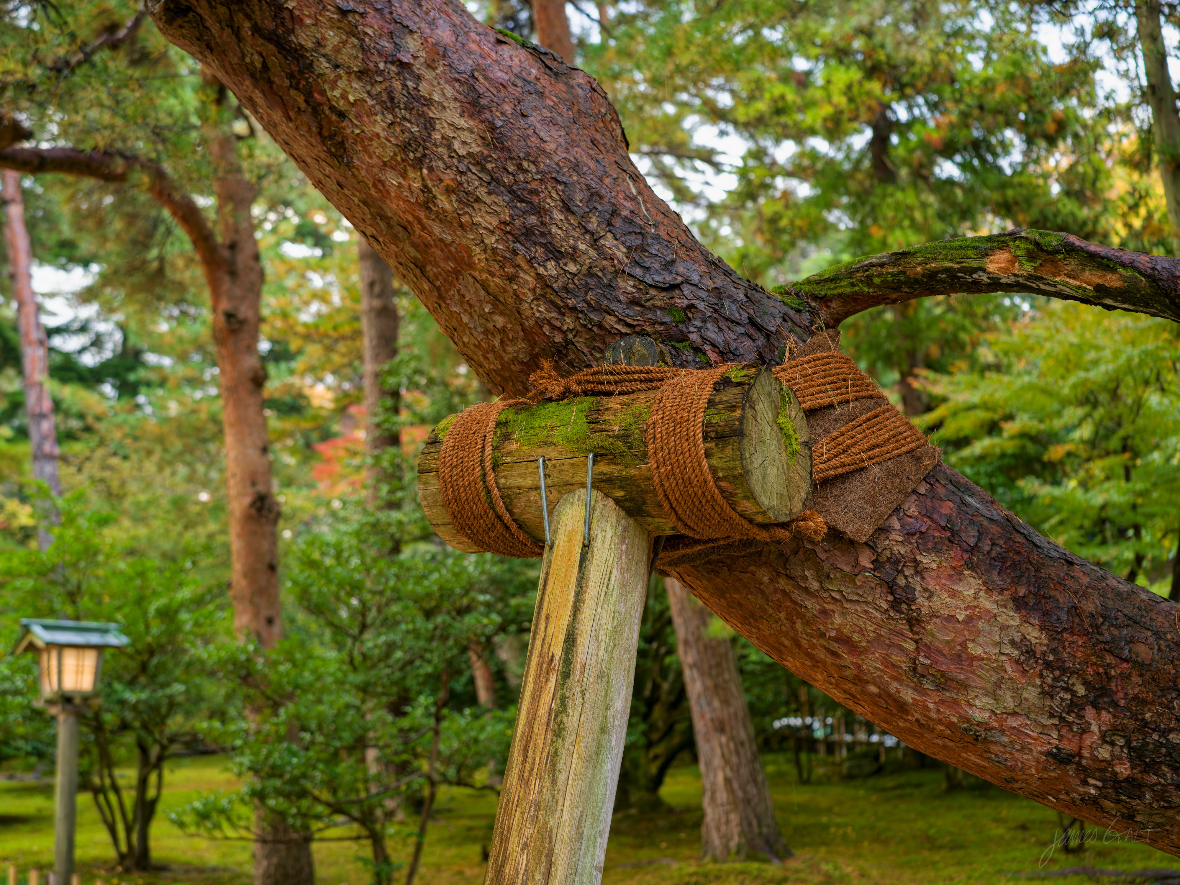 A close detail of a pine branch propped on a wooden post in a garden, the joint bound with neatly wound straw rope, moss on the timber and a stone lantern blurred in the background.